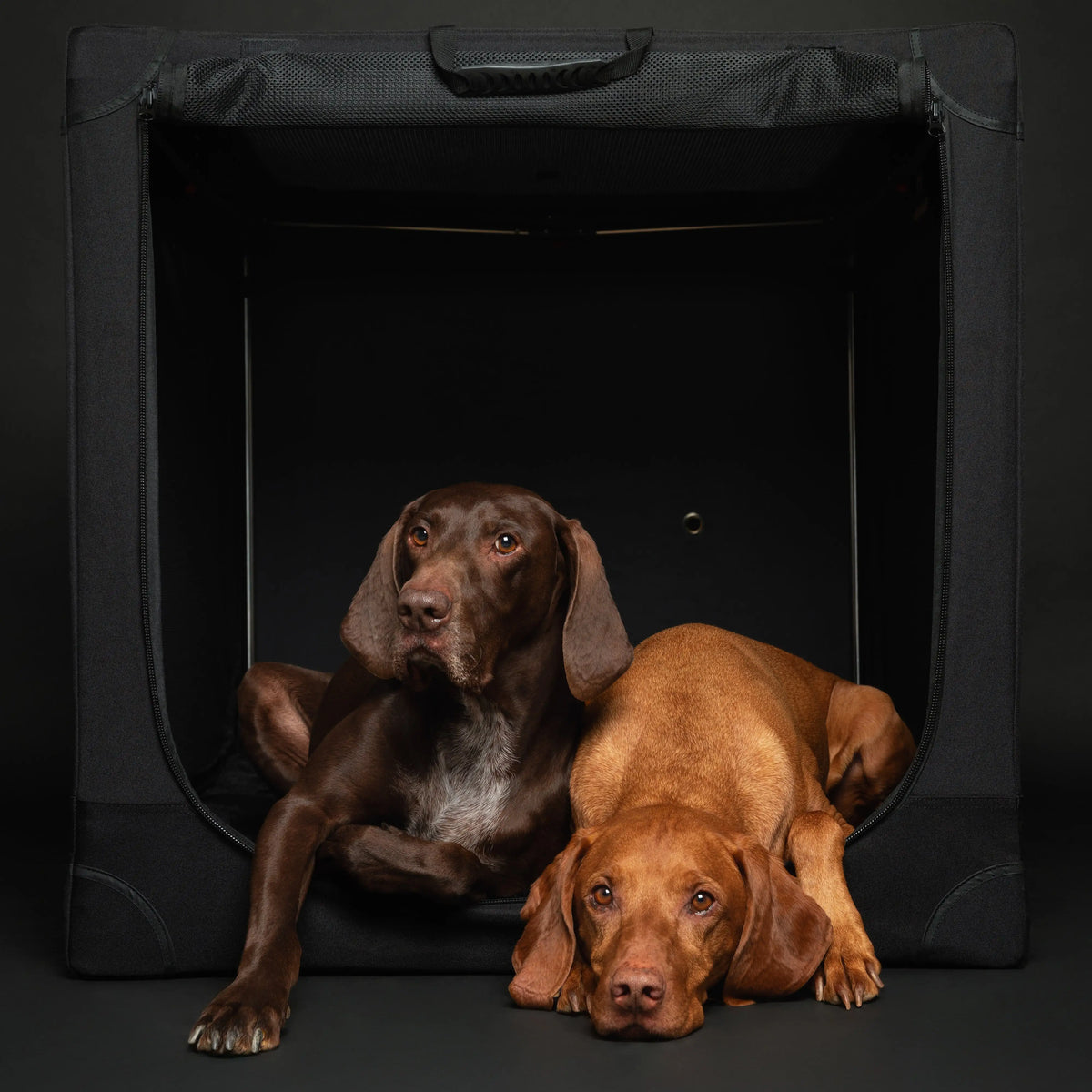 A dog in its own quiet space at home