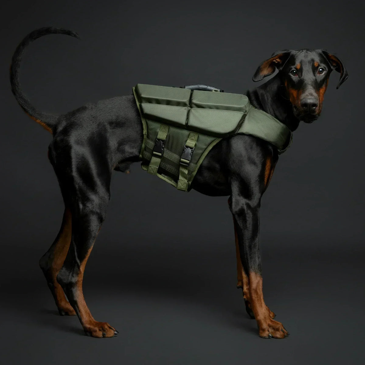 Noah & Paw dog life jacket