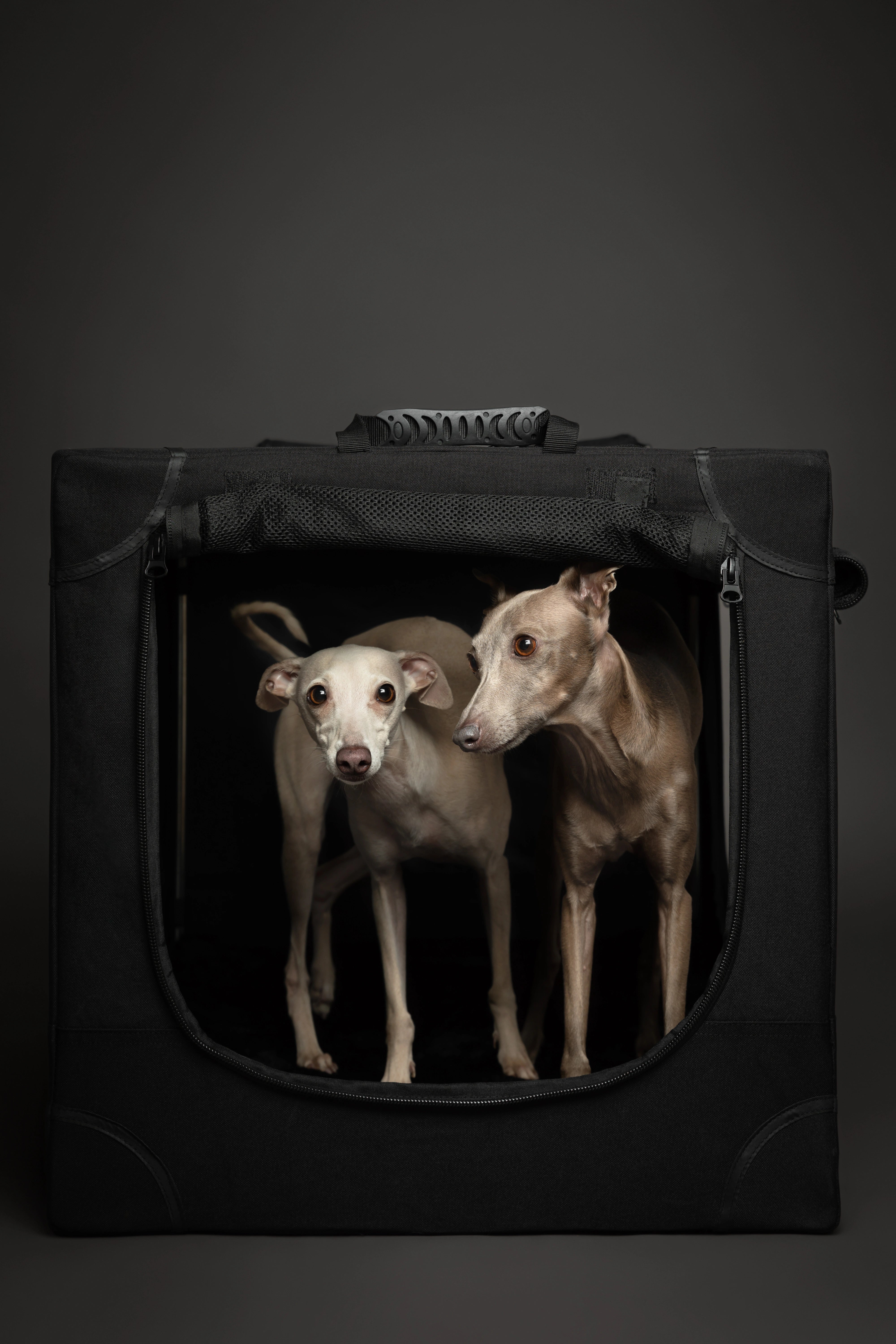 Collapsible dog crate travel | Foldable pet crate comfort - Black - L