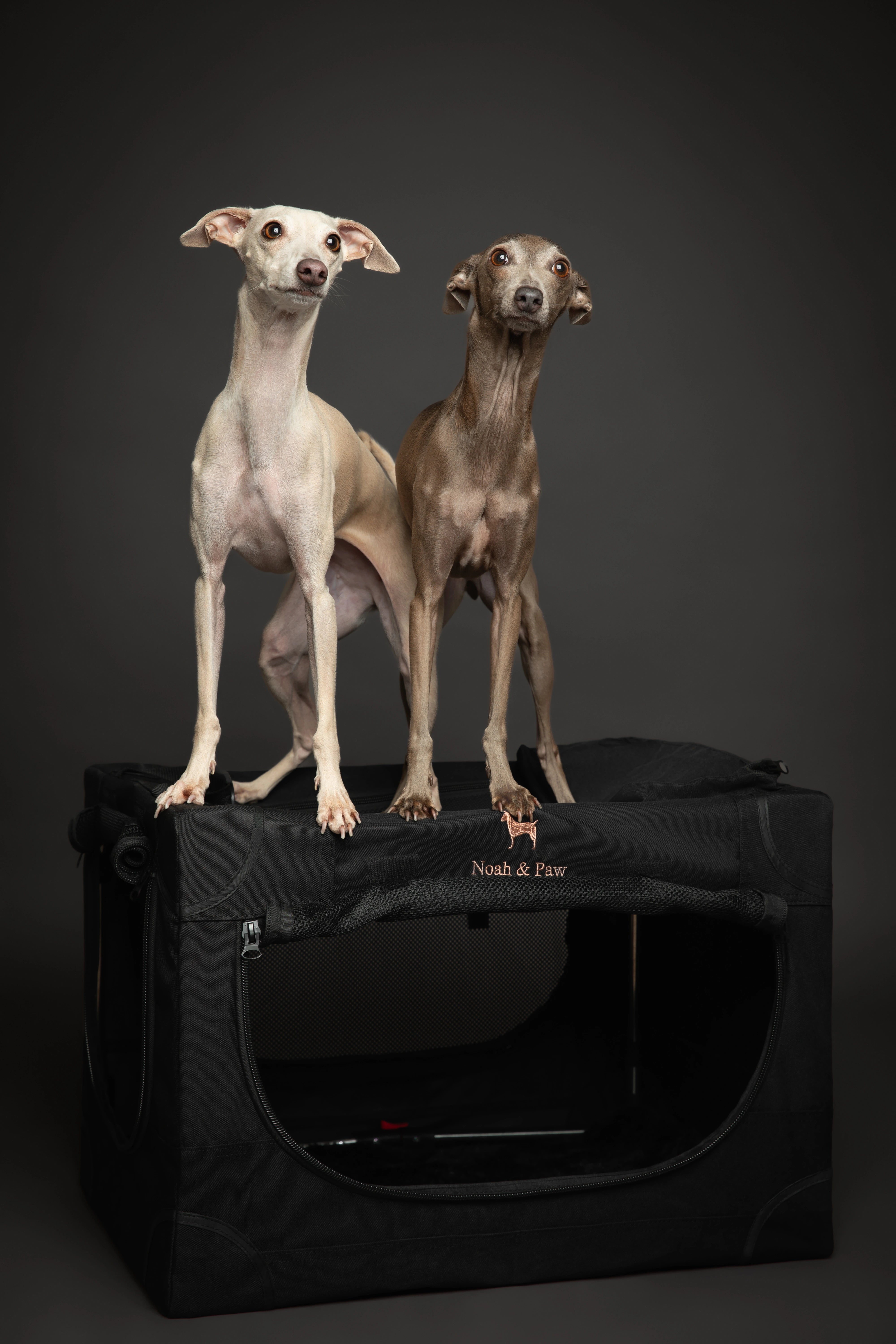 Collapsible dog crate travel | Foldable pet crate comfort - Black - M