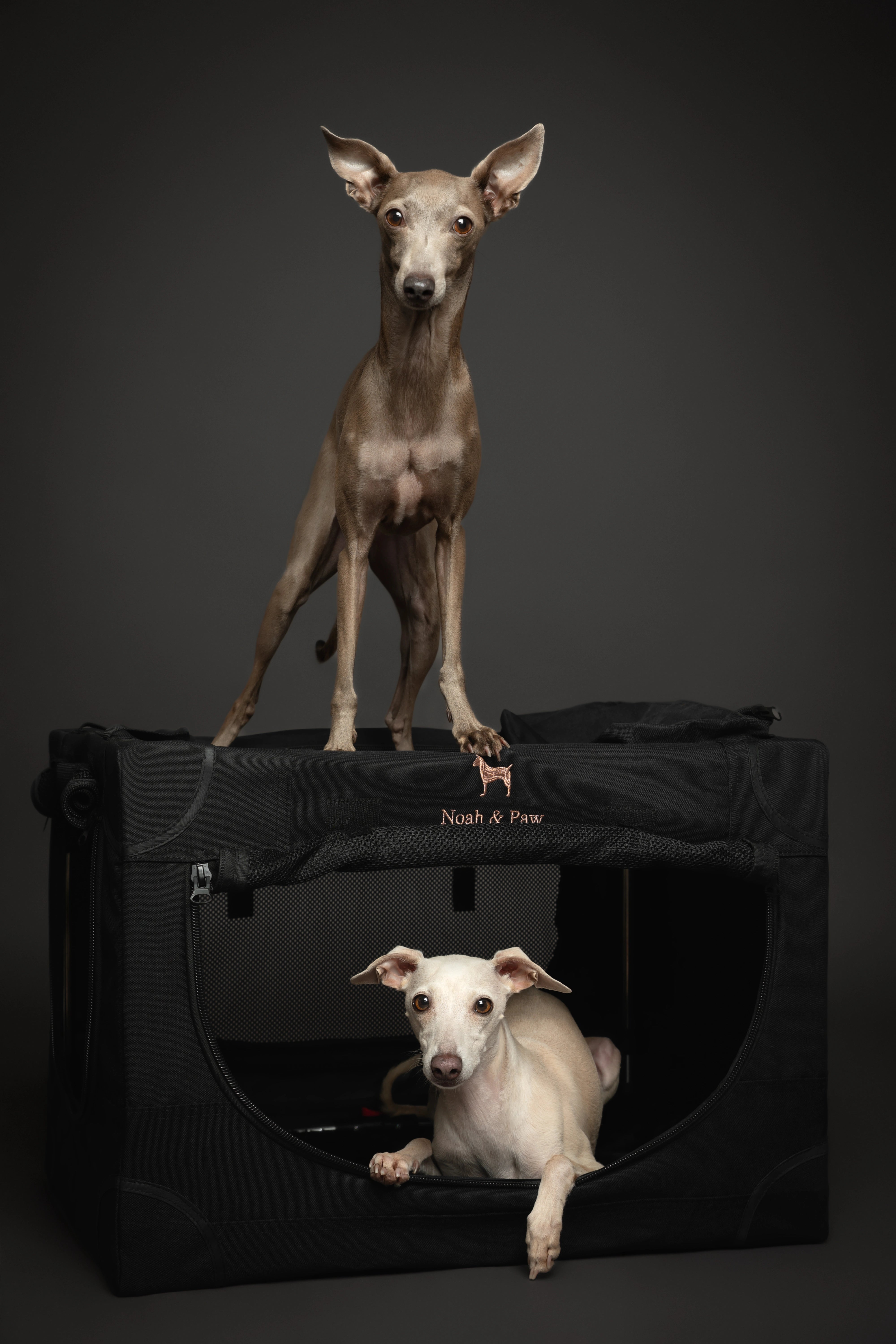 Collapsible dog crate travel | Foldable pet crate comfort - Black - M