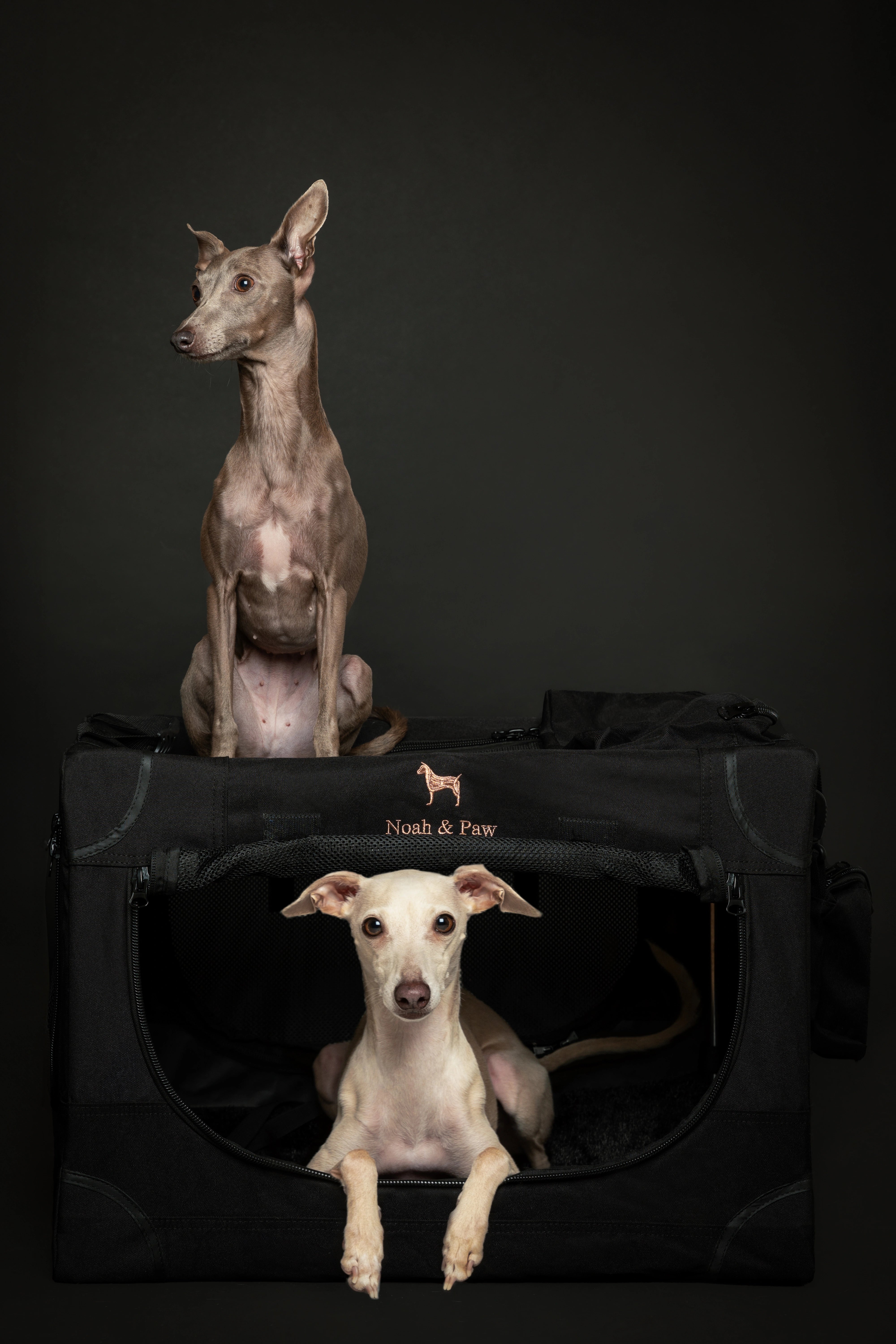 Collapsible dog crate travel | Foldable pet crate comfort - Black - M