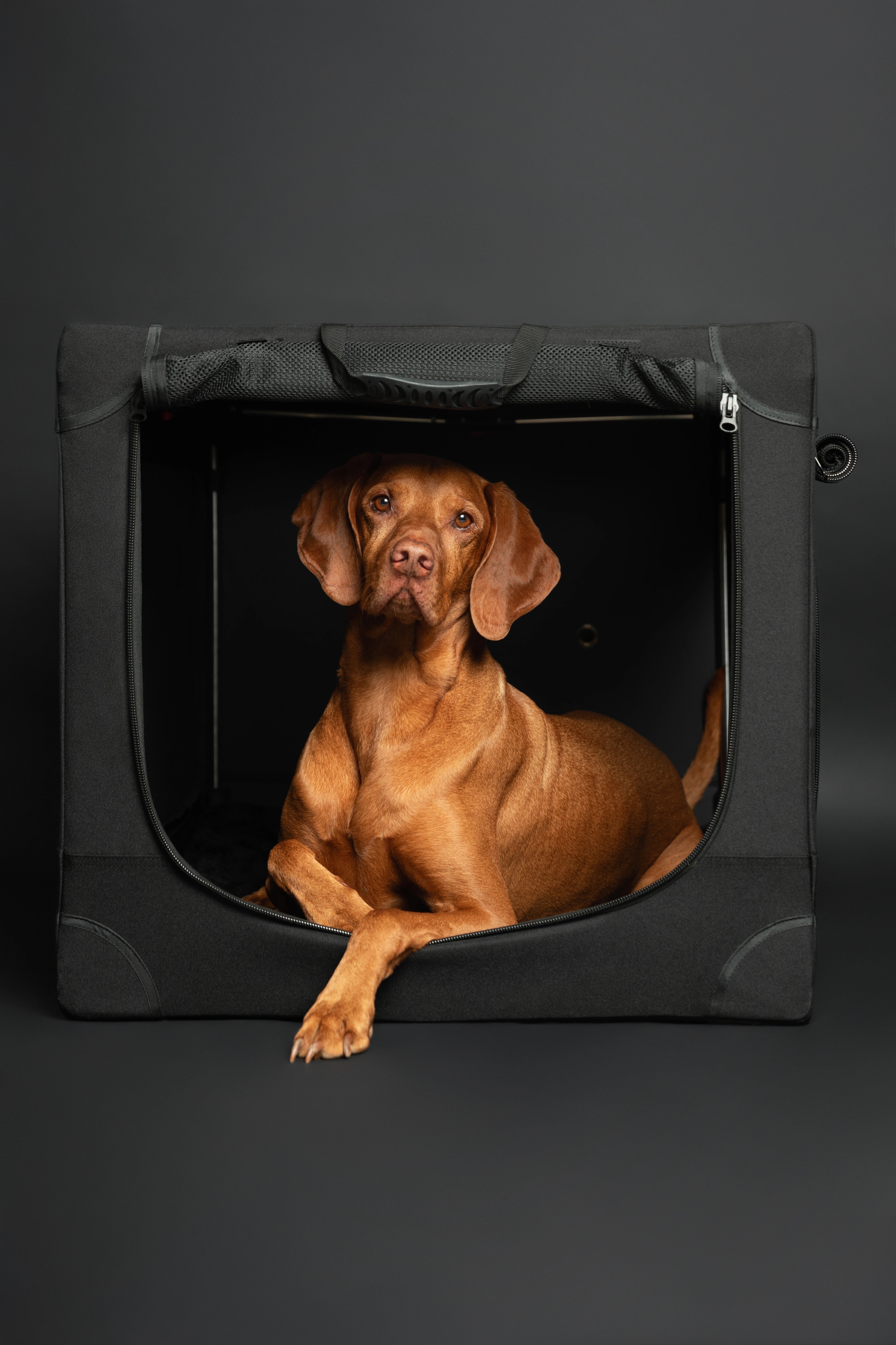 Collapsible dog crate travel | Foldable pet crate comfort - Black - XL