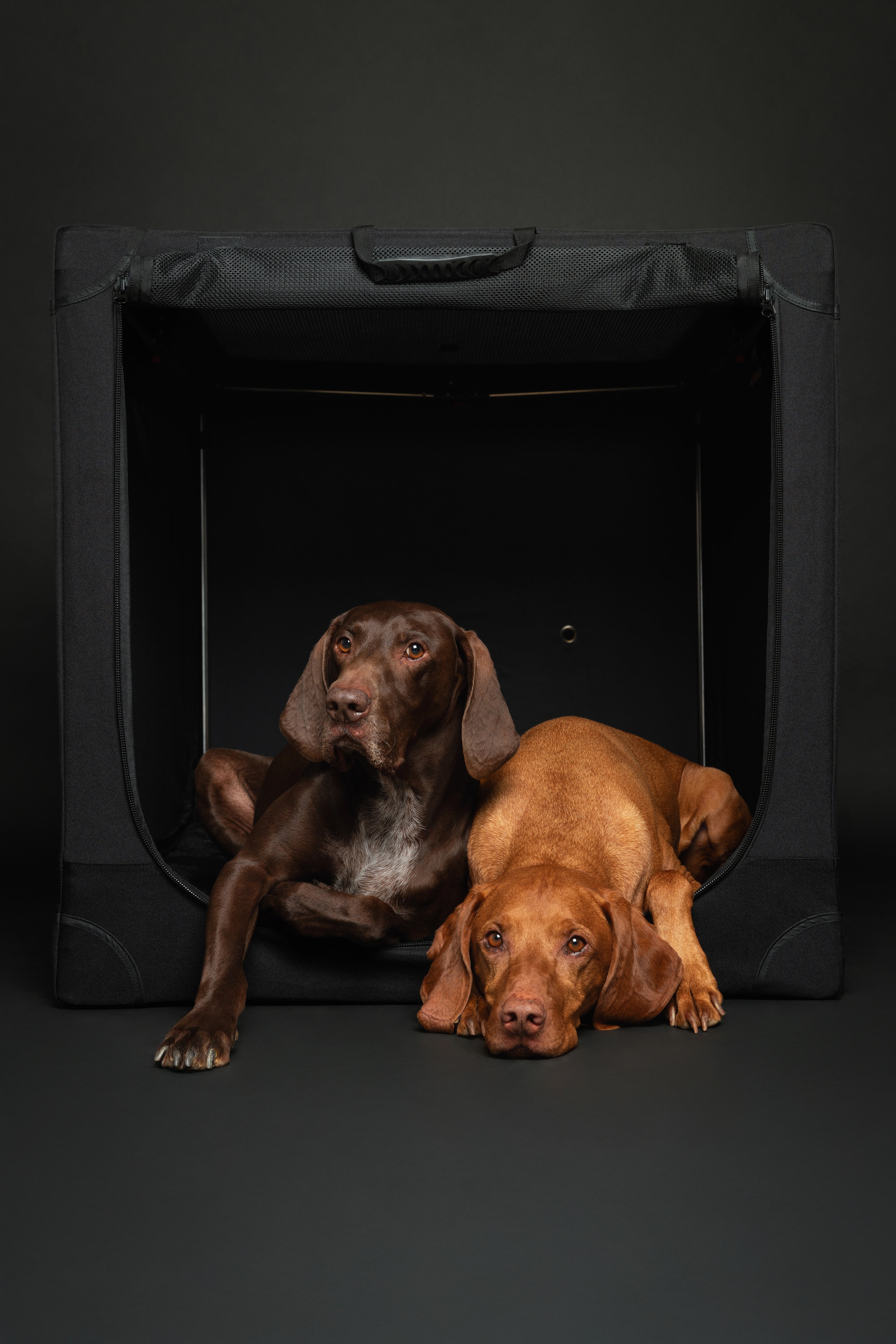 Collapsible dog crate travel | Foldable pet crate comfort - Black - XXL