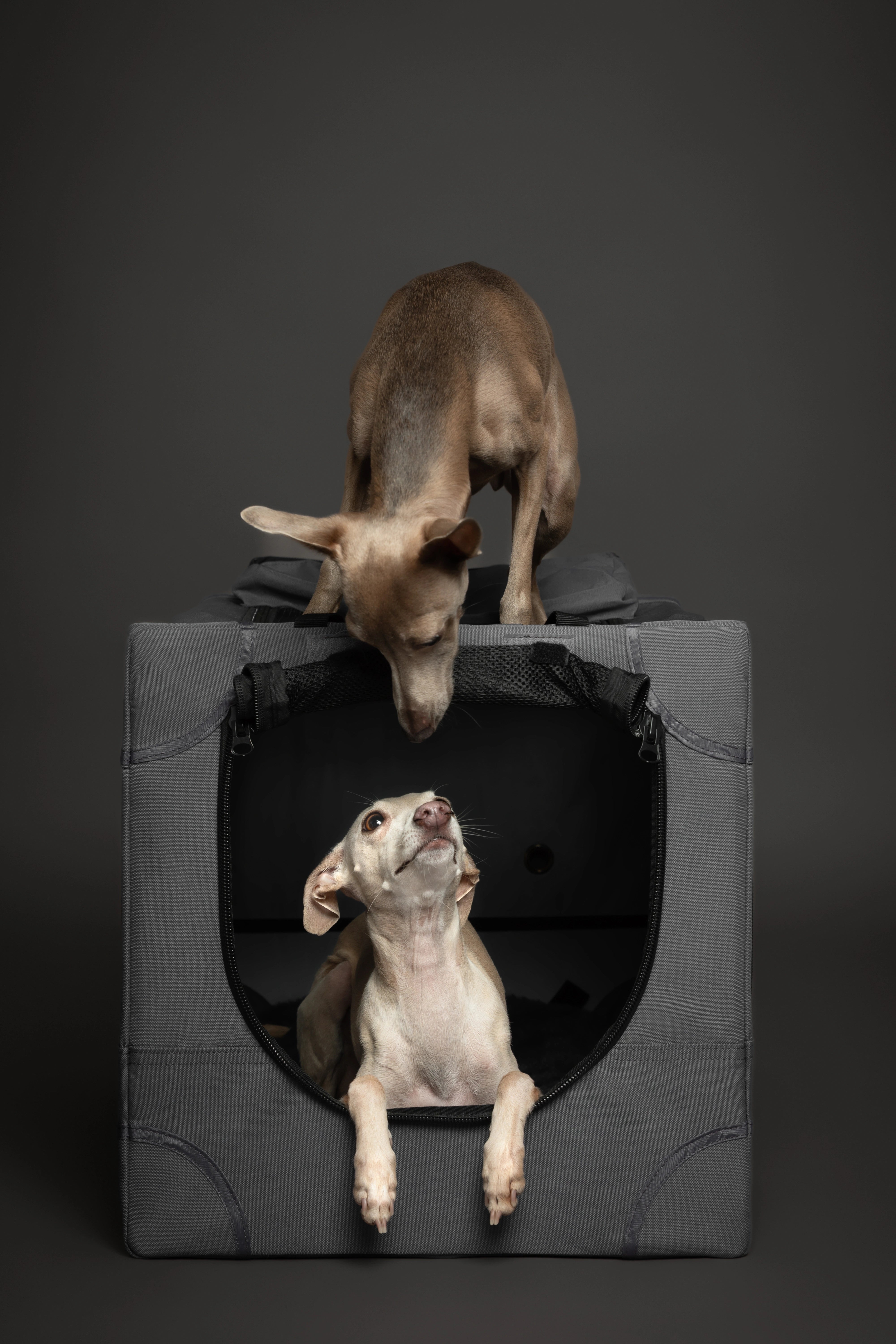 Folding travel dog crate | Collapsible pet crate comfort - Grey - M