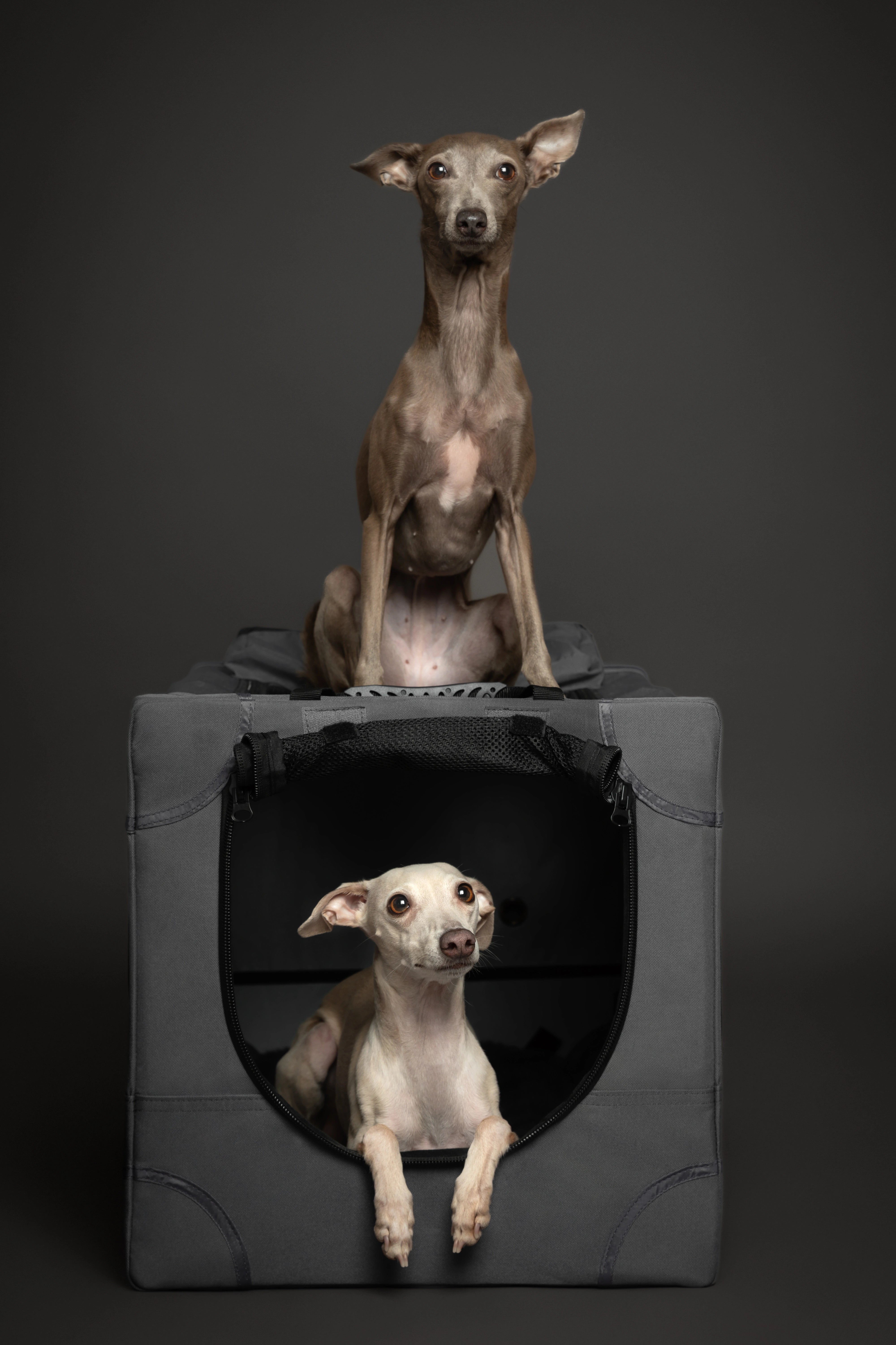 Folding travel dog crate | Collapsible pet crate comfort - Grey - M