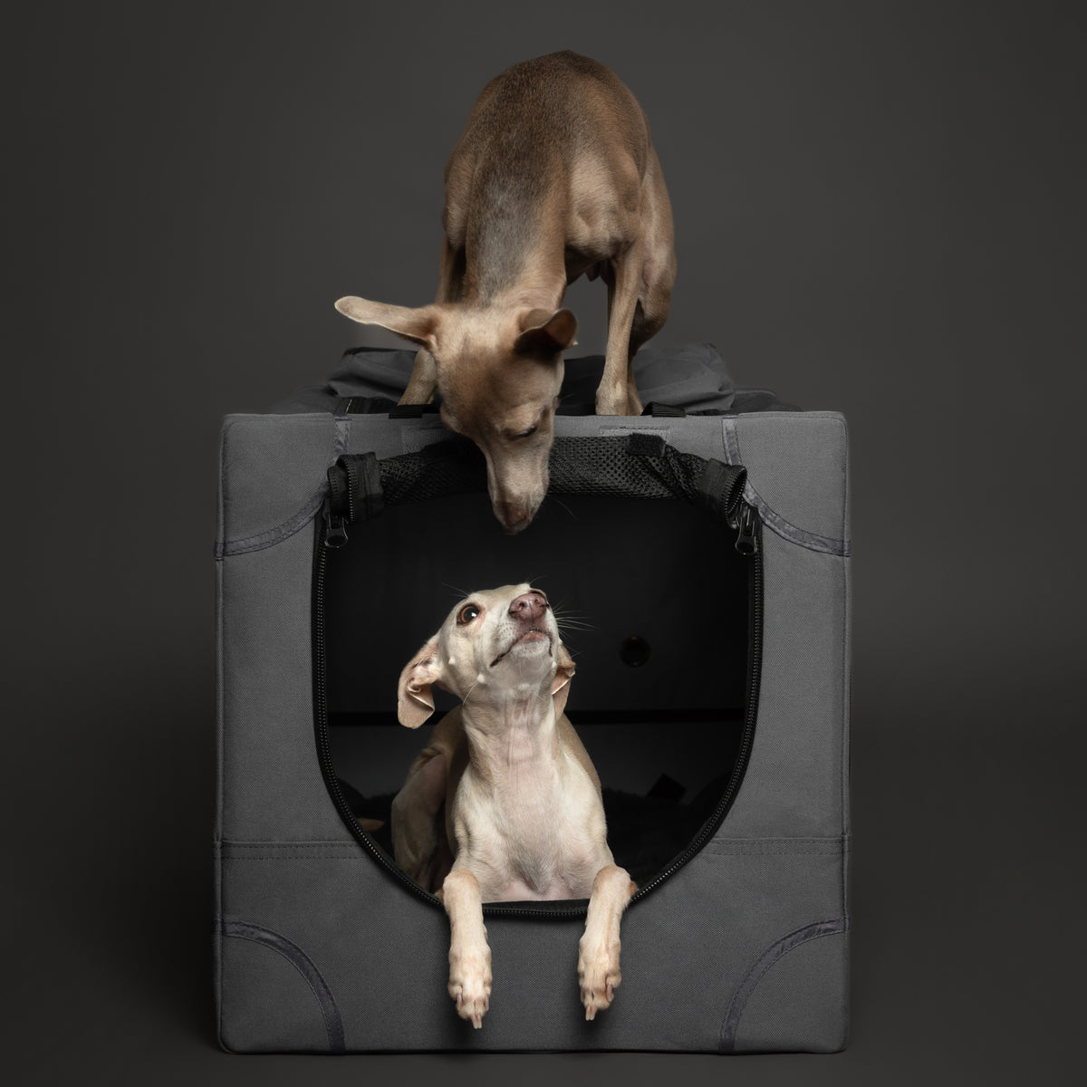 Folding travel dog crate | Collapsible pet crate comfort - Grey - M