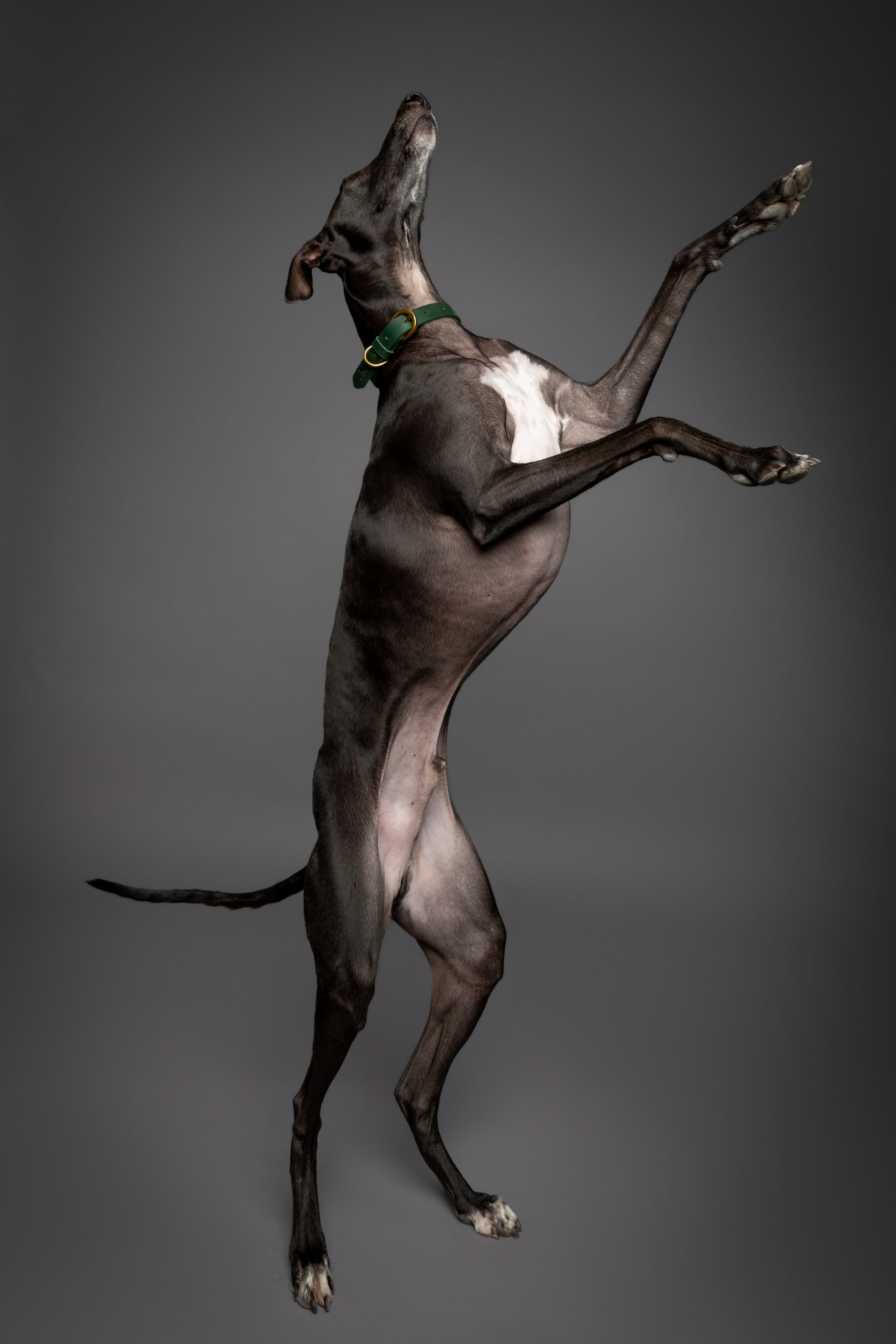 Leather Pet Collar - Green