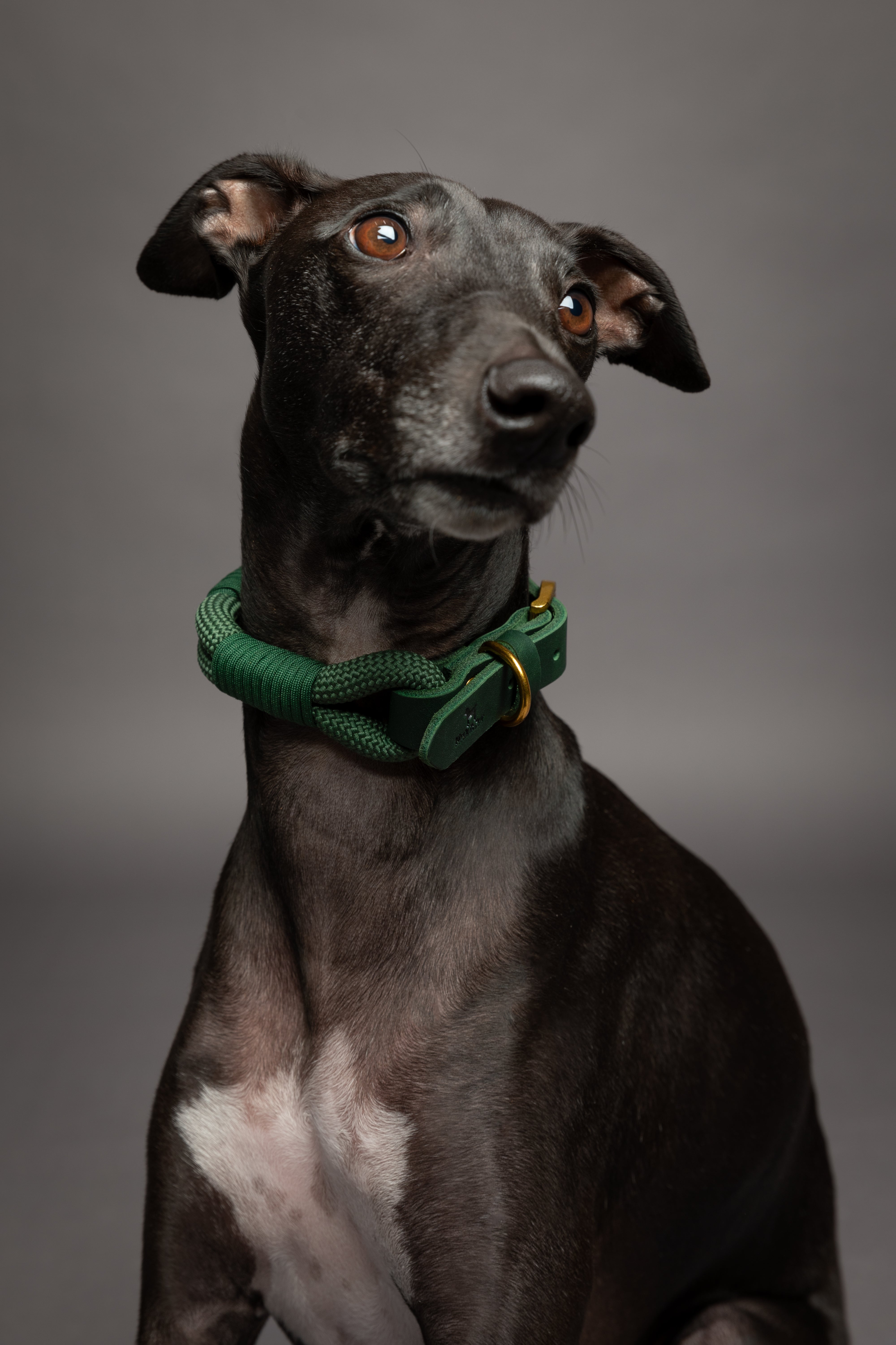 Leather Paracord Pet Collar - Green