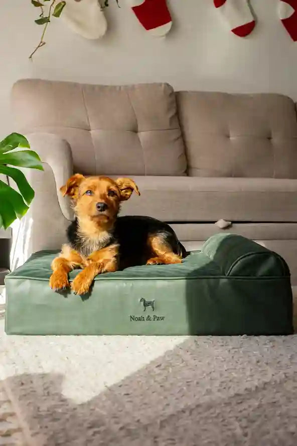 Dog Bed Slider