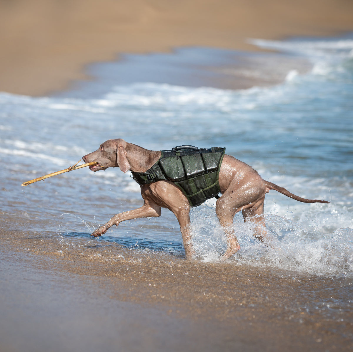 Human Standards Dog Lifejacket Design with 3x Foam for Maxim - LJ3-GR-L