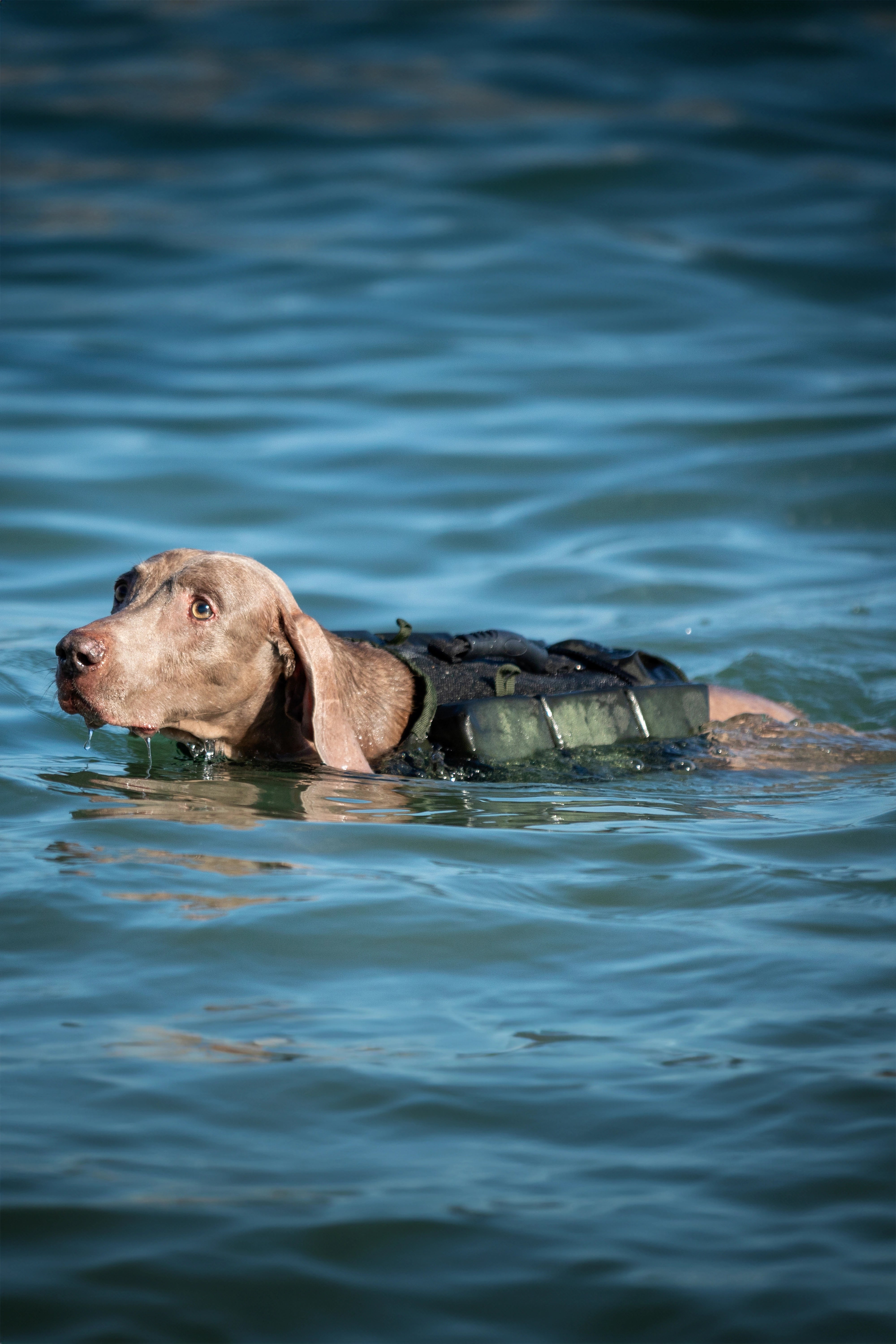 Dog Life Jacket Green x3 cubes foam L