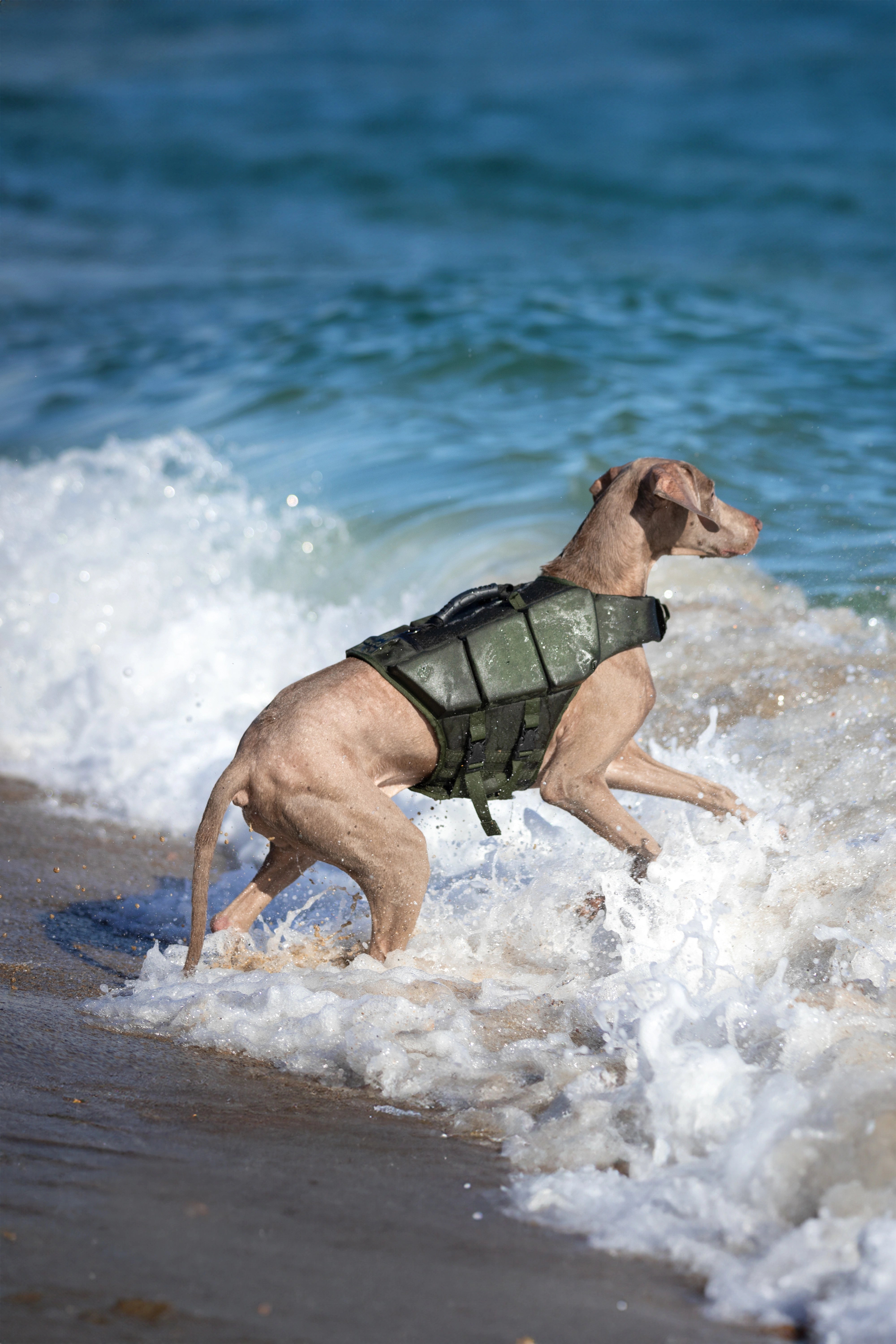 Dog Life Jacket Green x3 cubes foam L