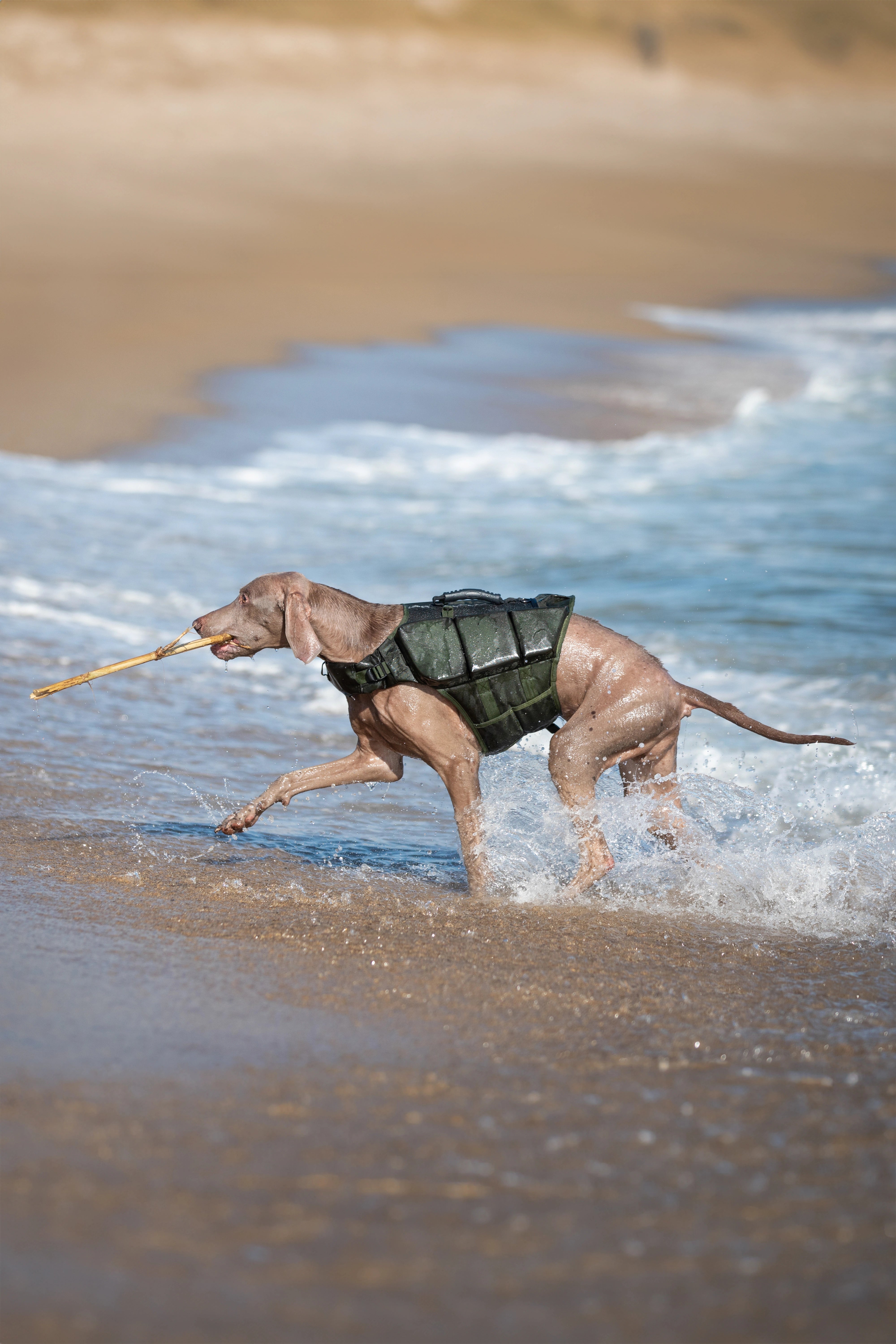 Dog Life Jacket Green x3 cubes foam L