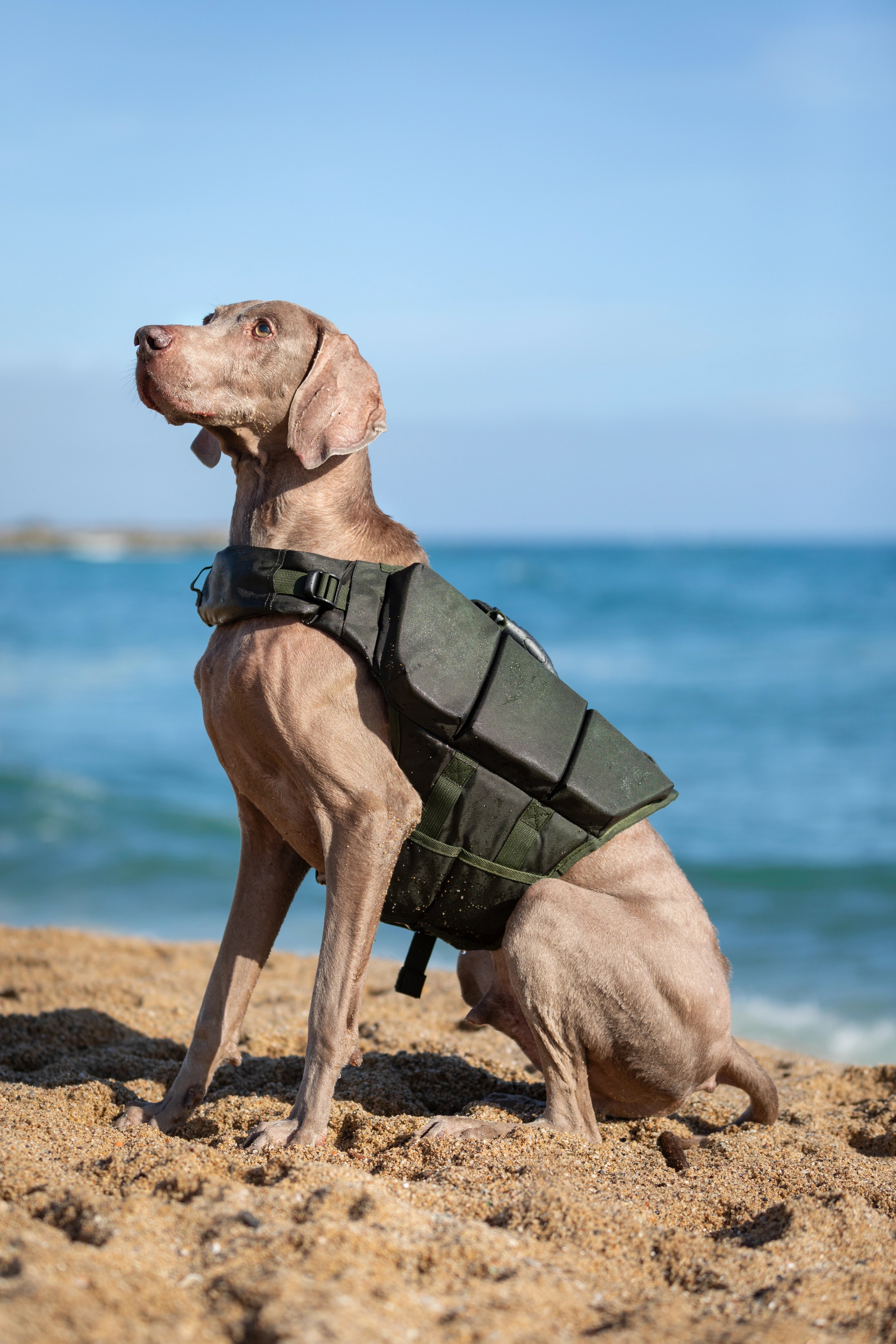 Dog Life Jacket Green x3 cubes foam L