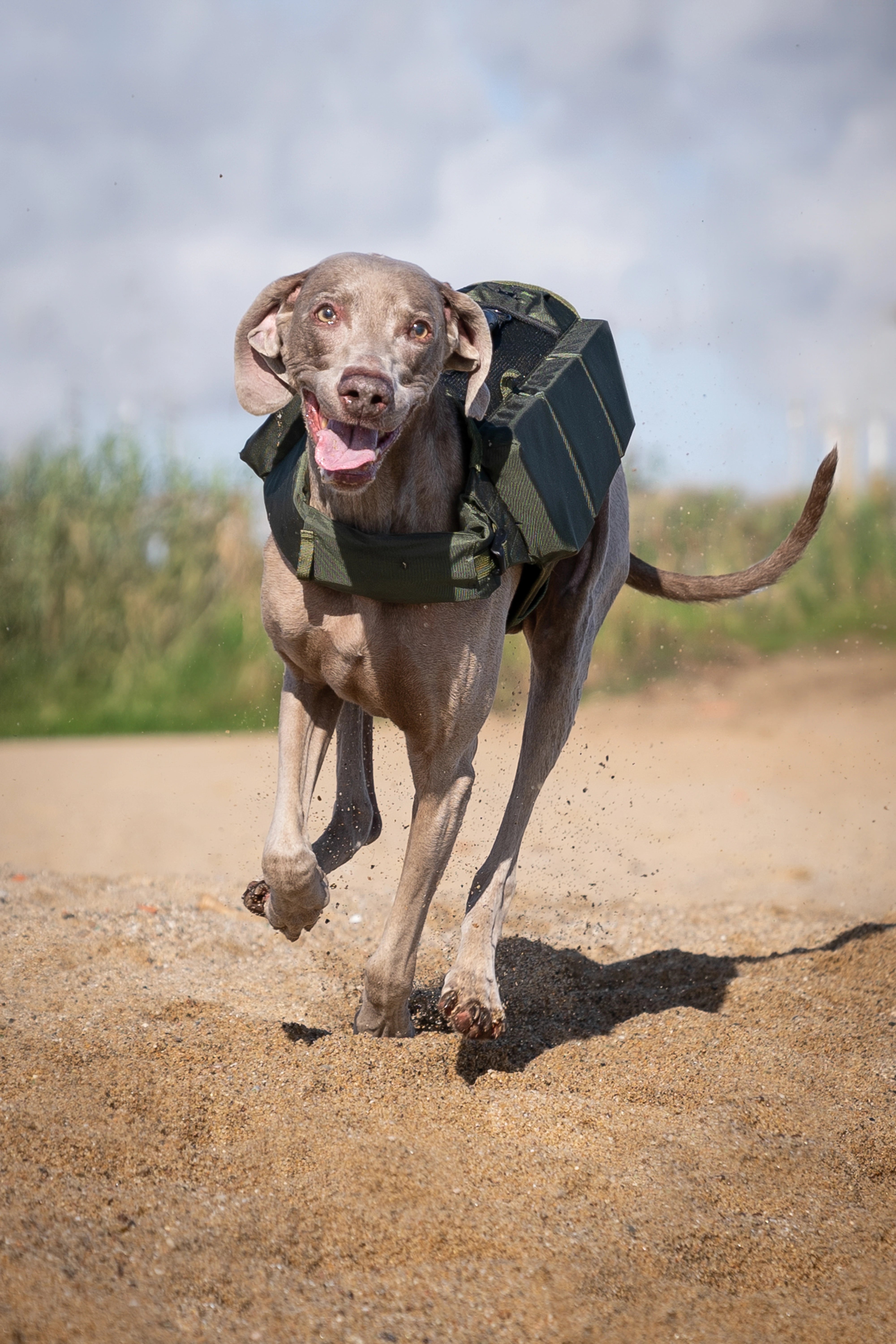 Dog Life Jacket Green x3 cubes foam L