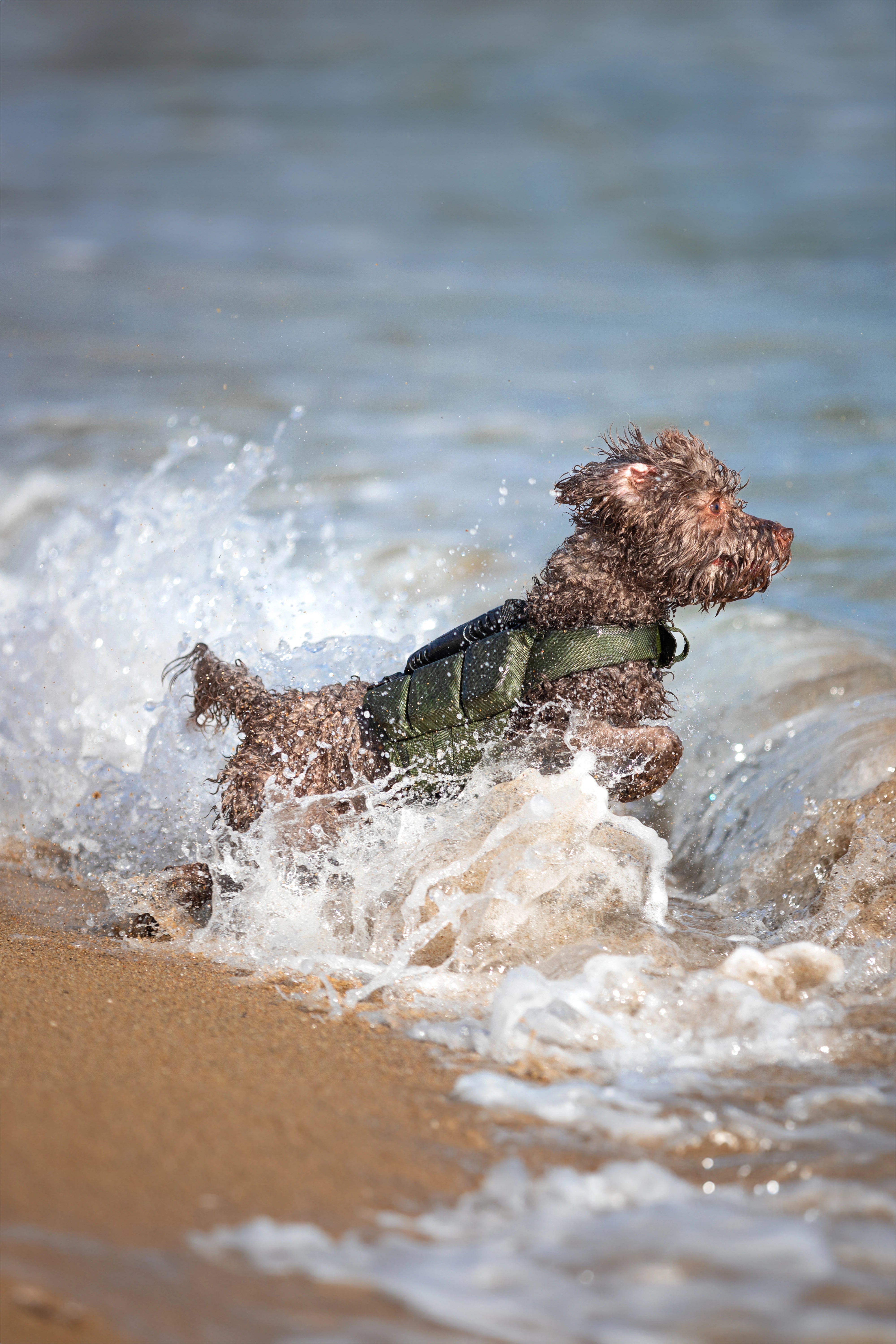 Dog Life Jacket Green x3 cubes foam XS