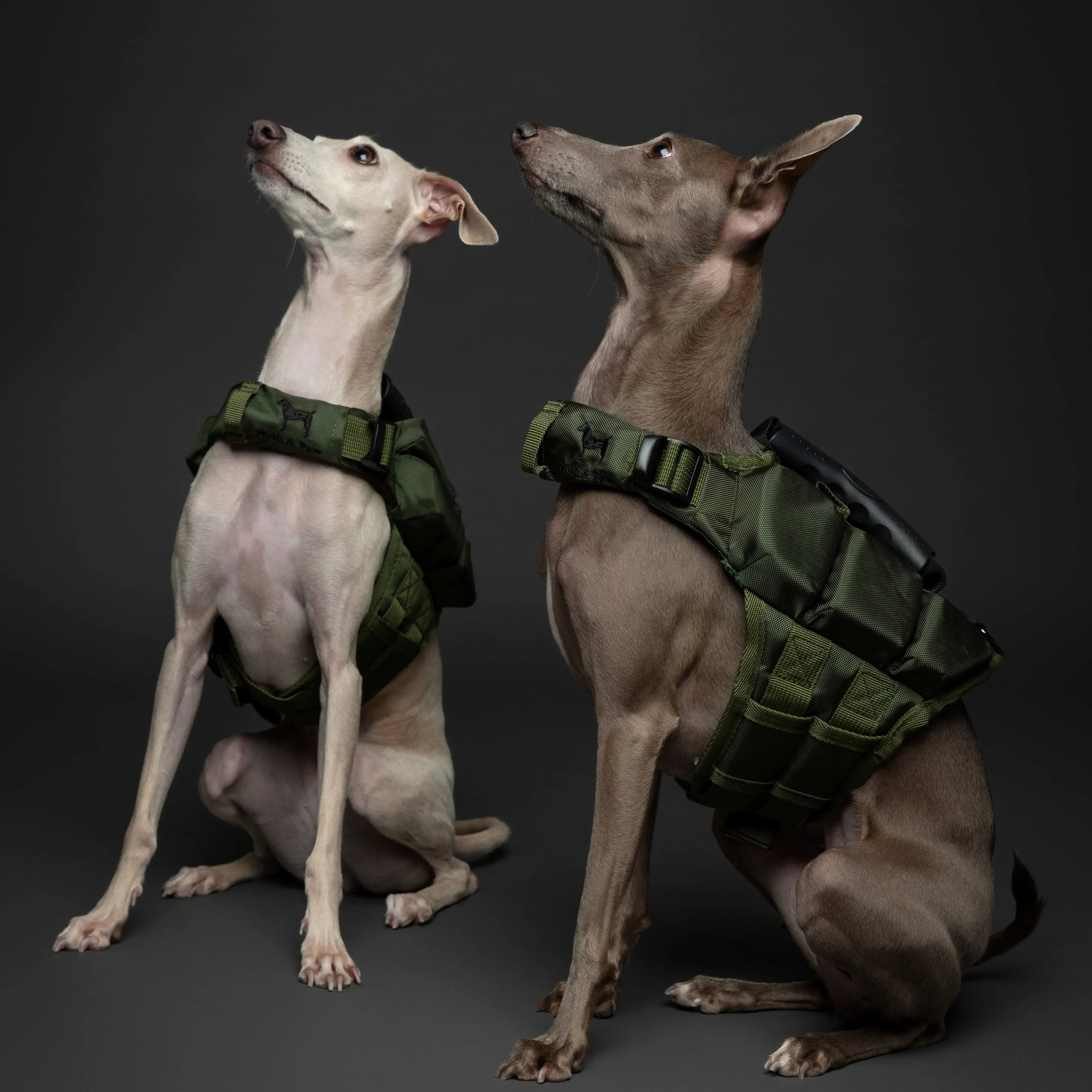 Dog Life Jacket Category