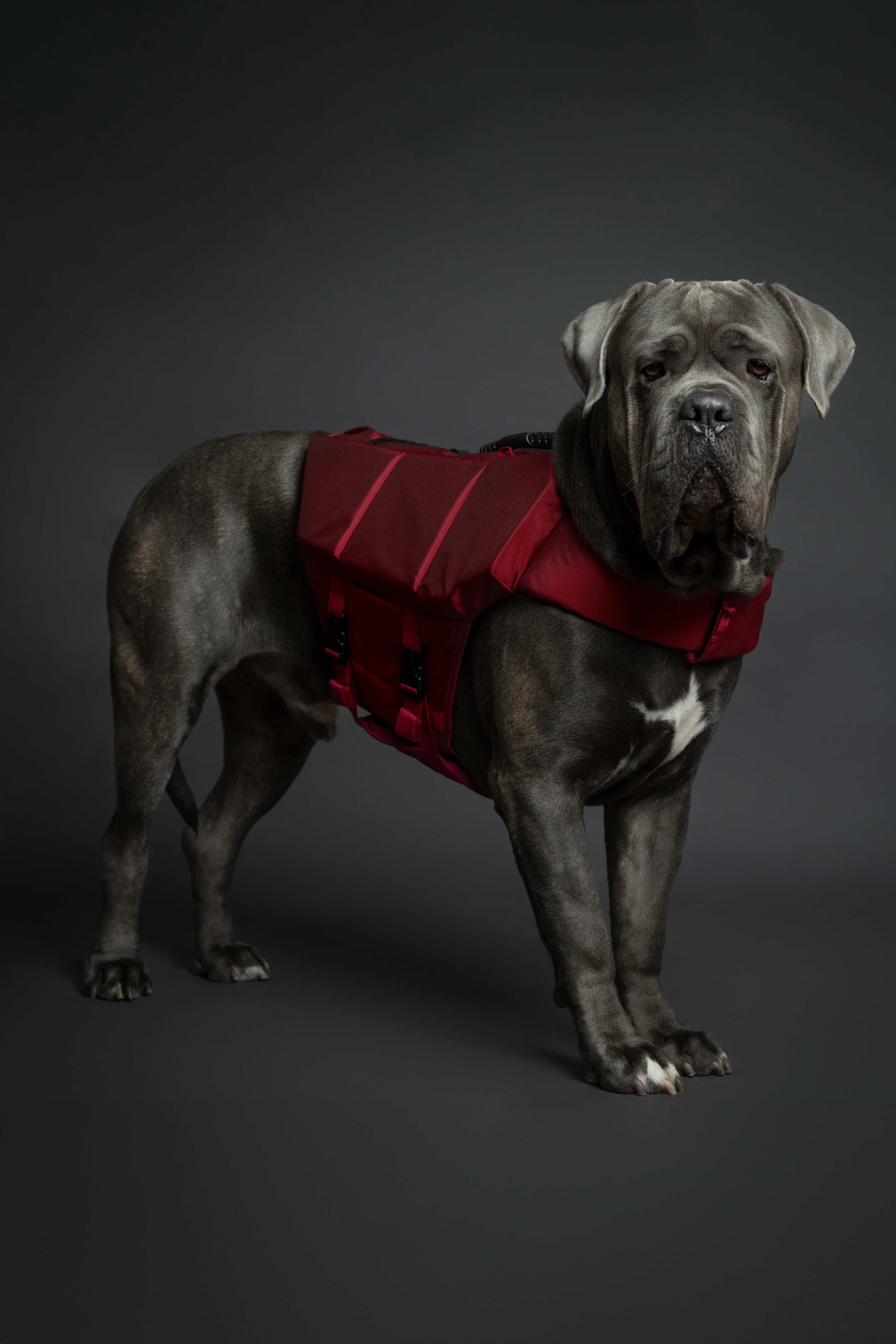 Dog Life Jacket Red x3 cubes foam XL