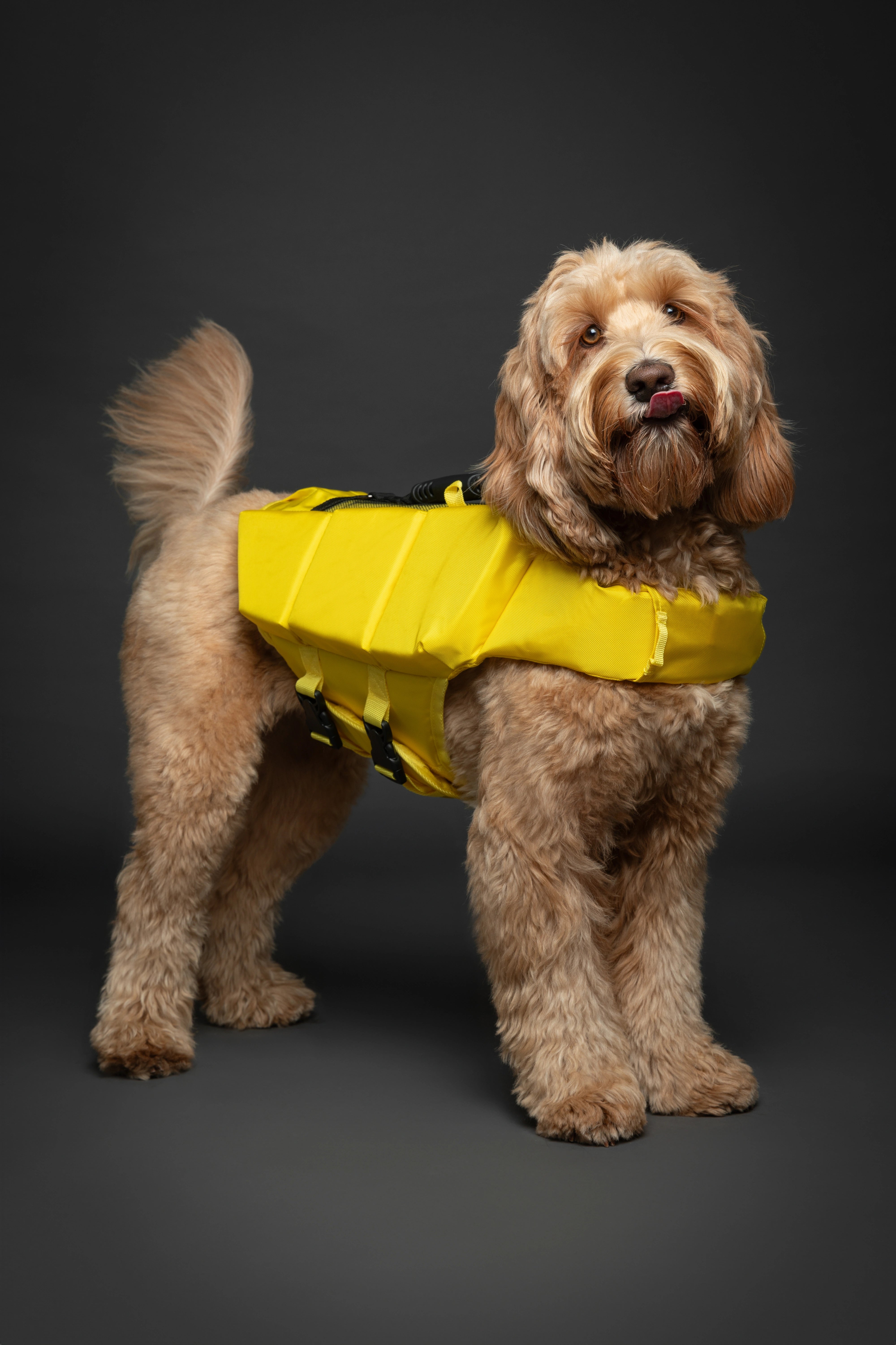 Dog Life Jacket Yellow x3 cubes foam M