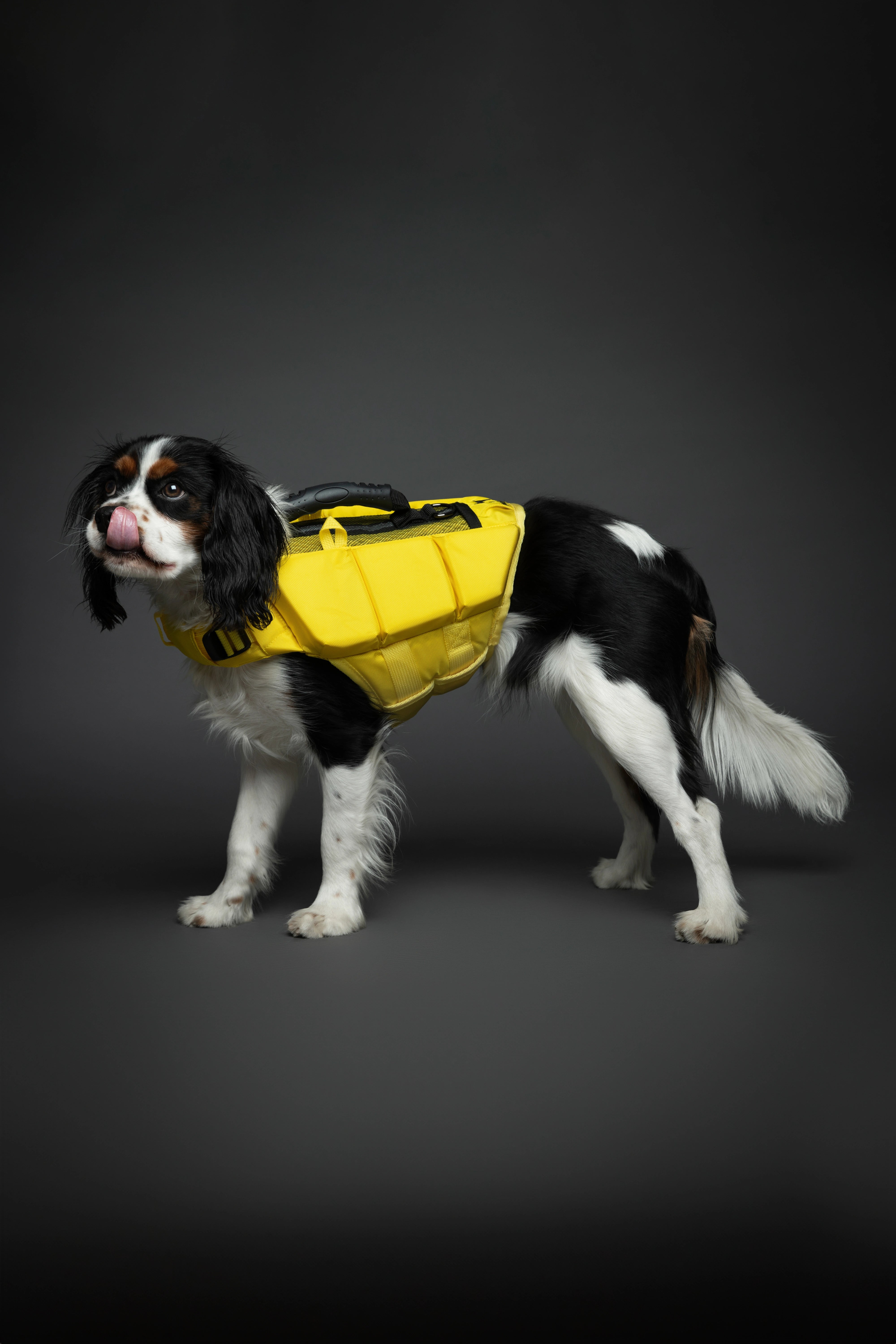 Dog Life Jacket Yellow x3 cubes foam M