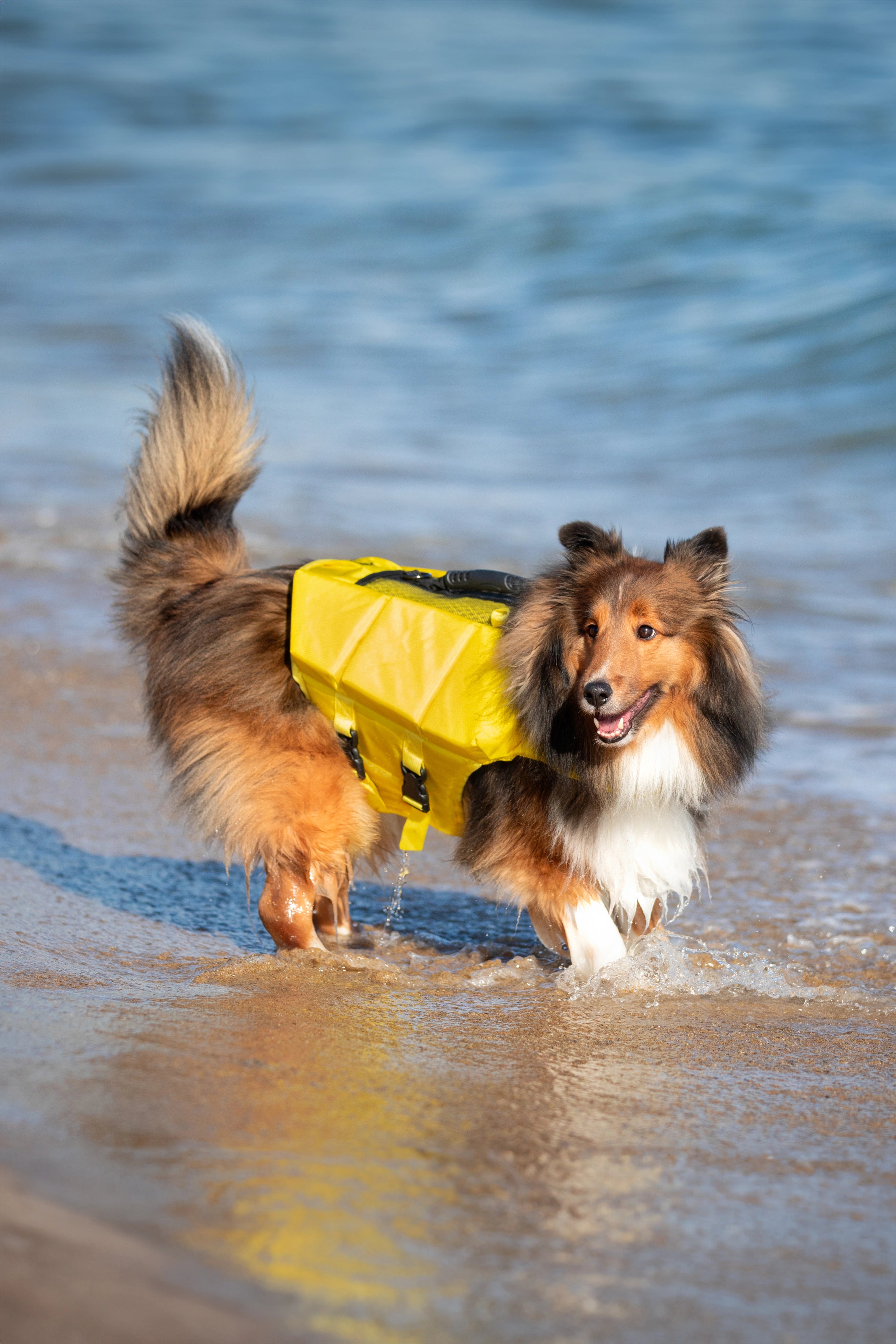 Dog Life Jacket Yellow x3 cubes foam M
