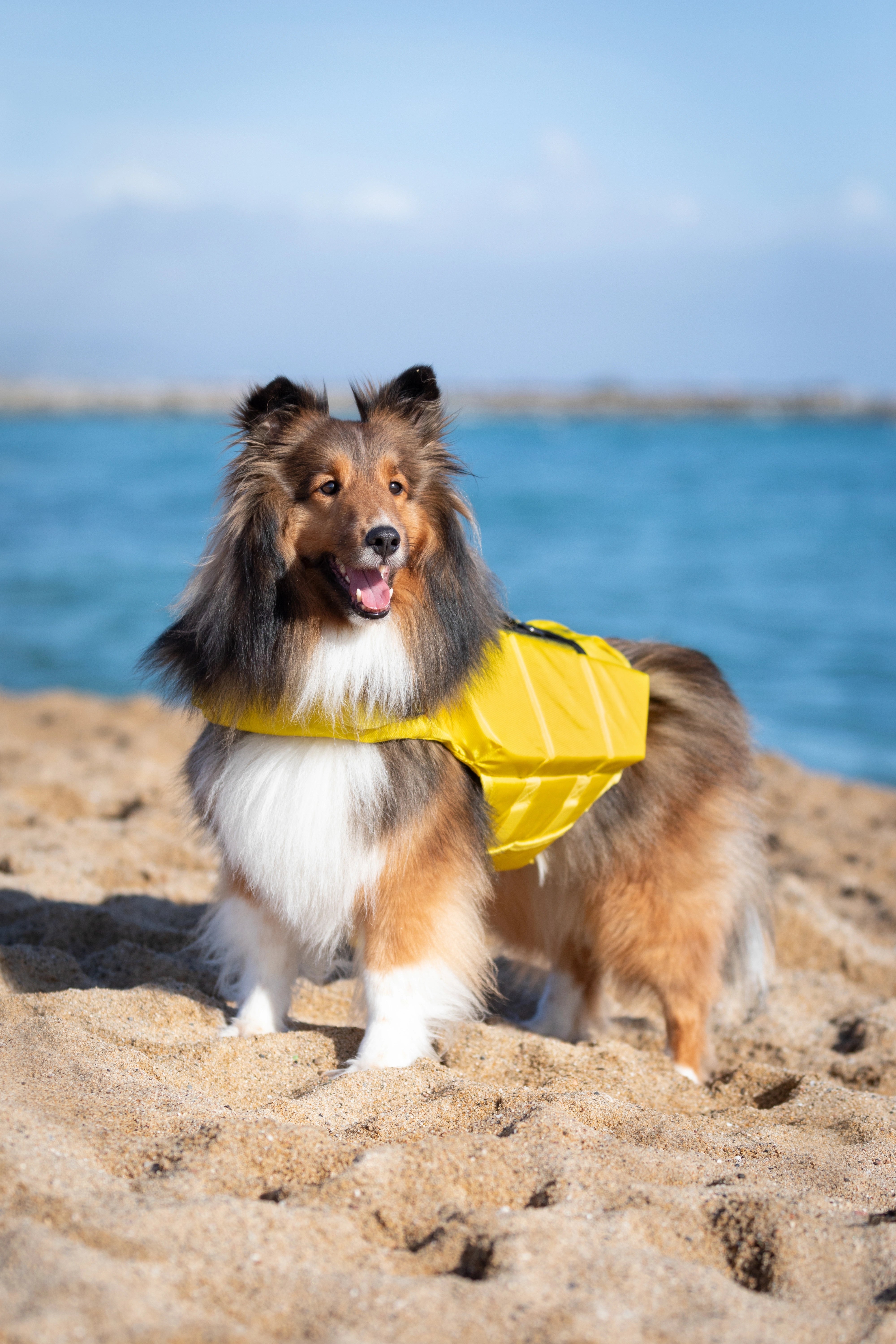 Dog Life Jacket Yellow x3 cubes foam M