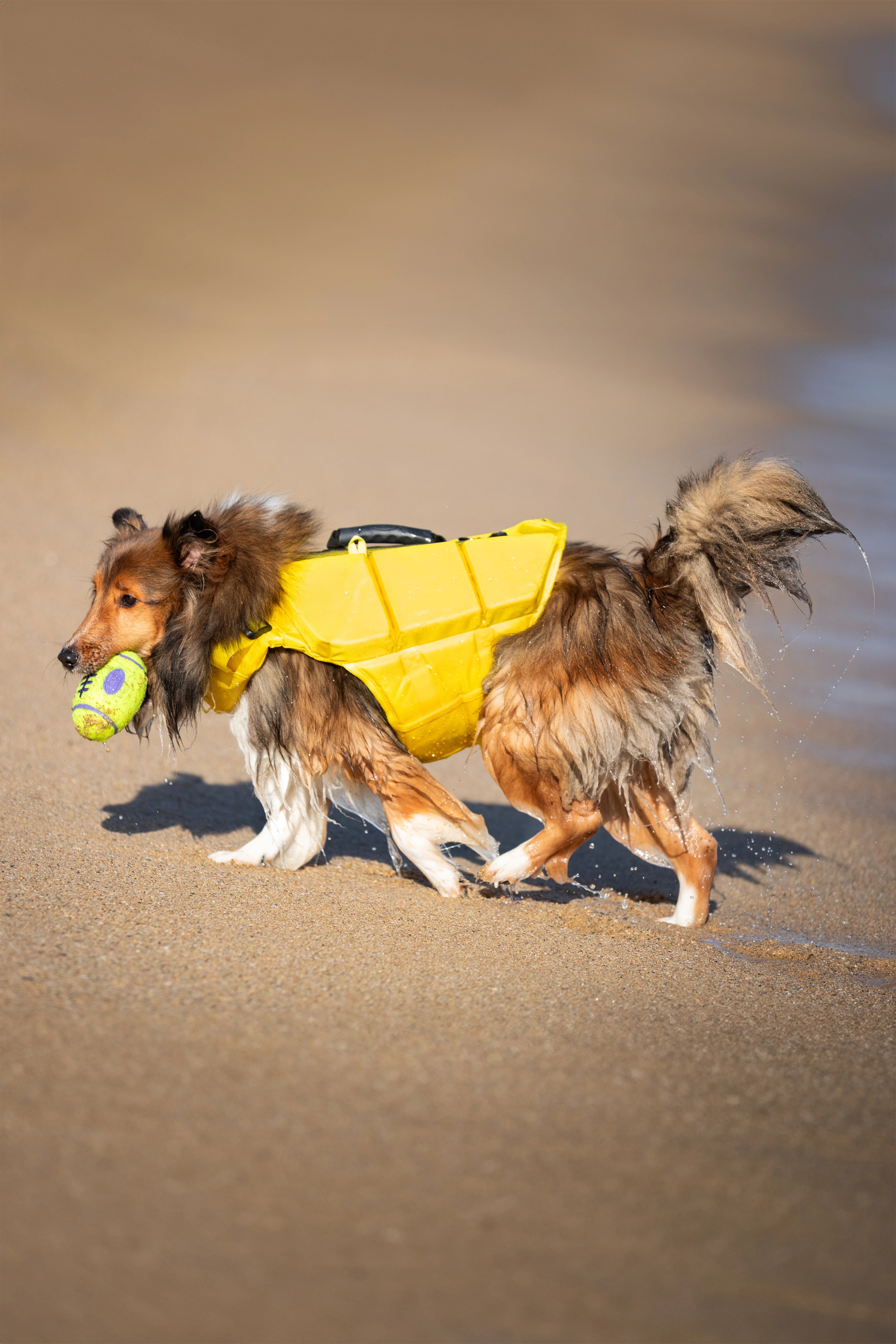 Dog Life Jacket Yellow x3 cubes foam M
