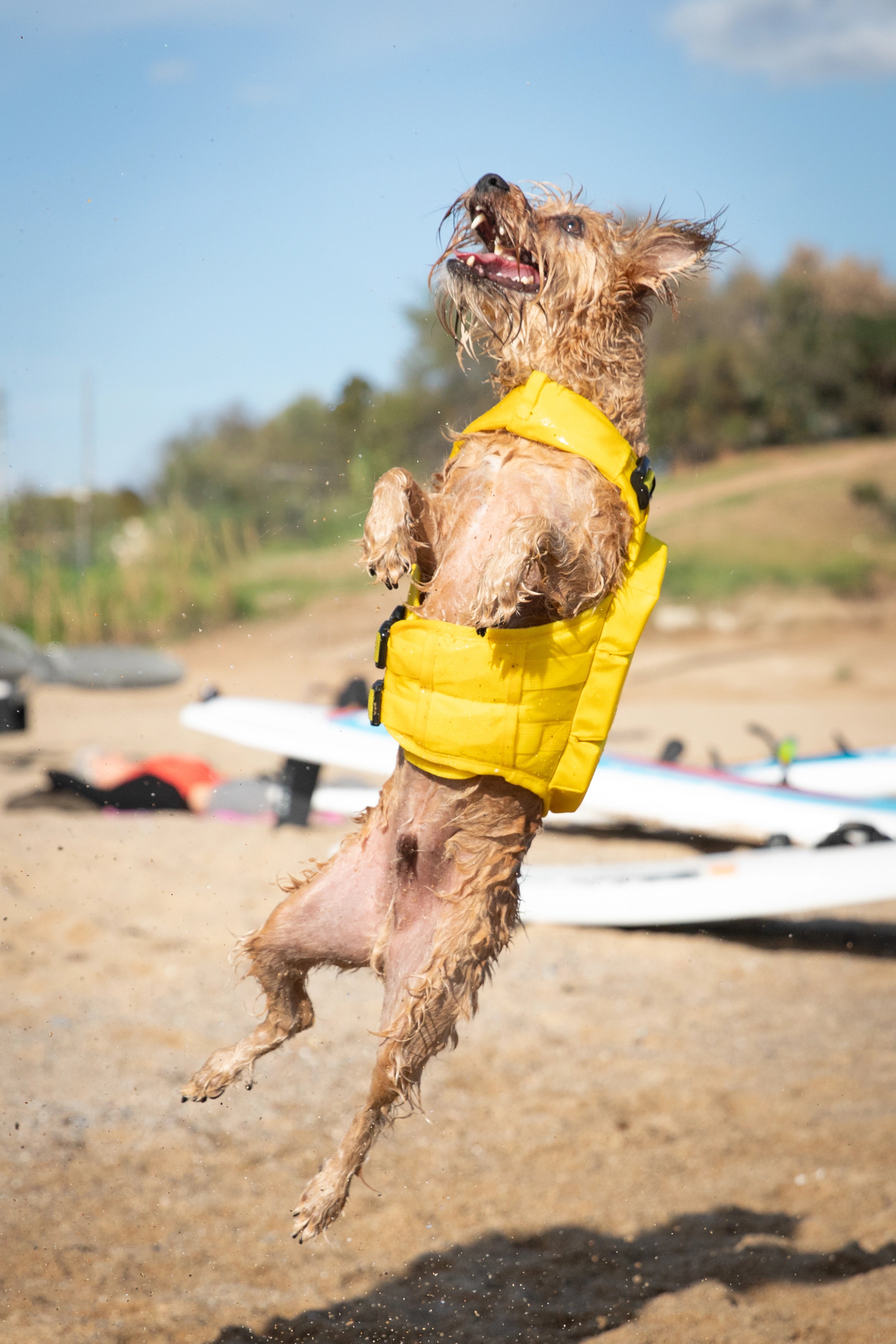 Dog Life Jacket Yellow x3 cubes foam S