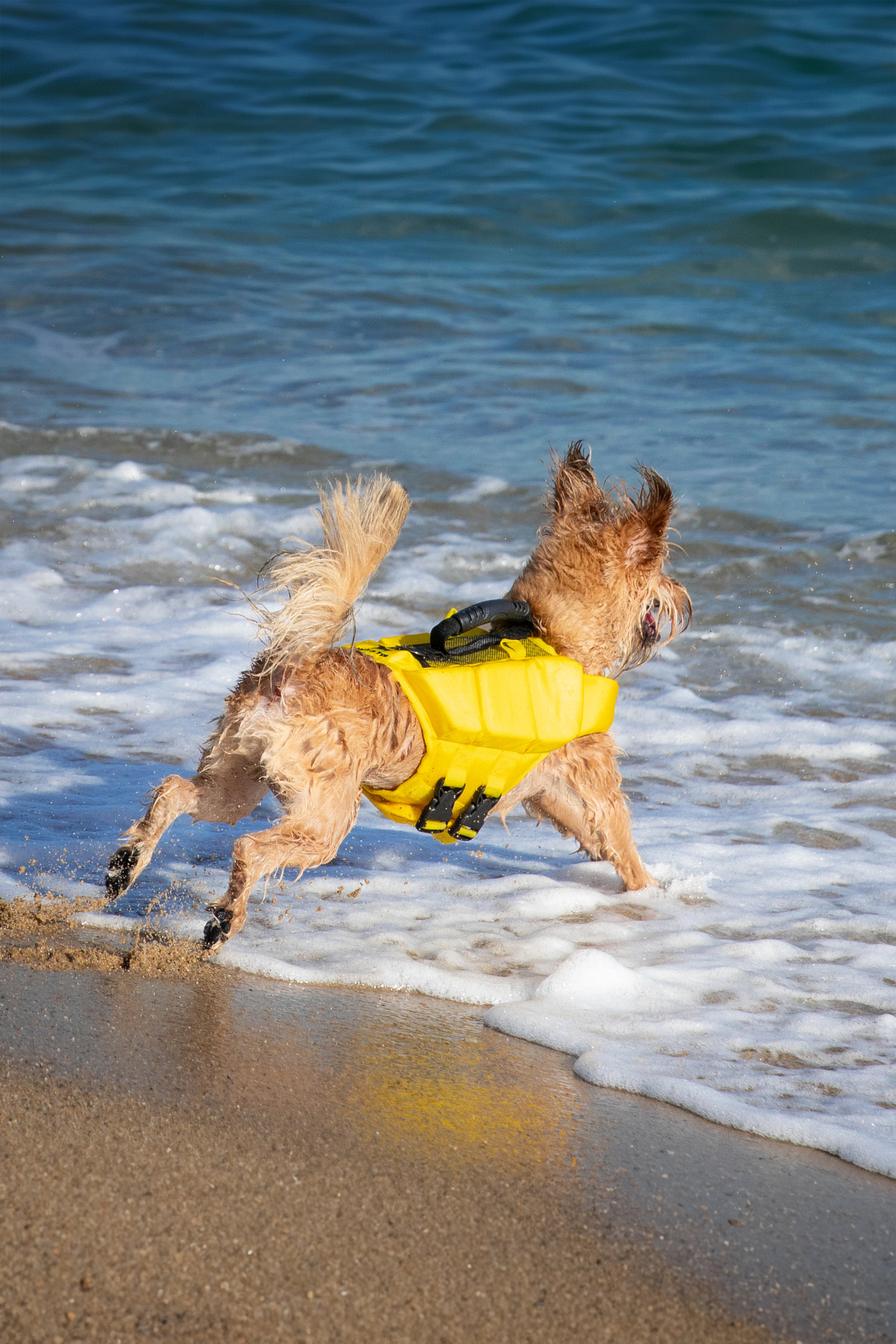 Dog Life Jacket Yellow x3 cubes foam S