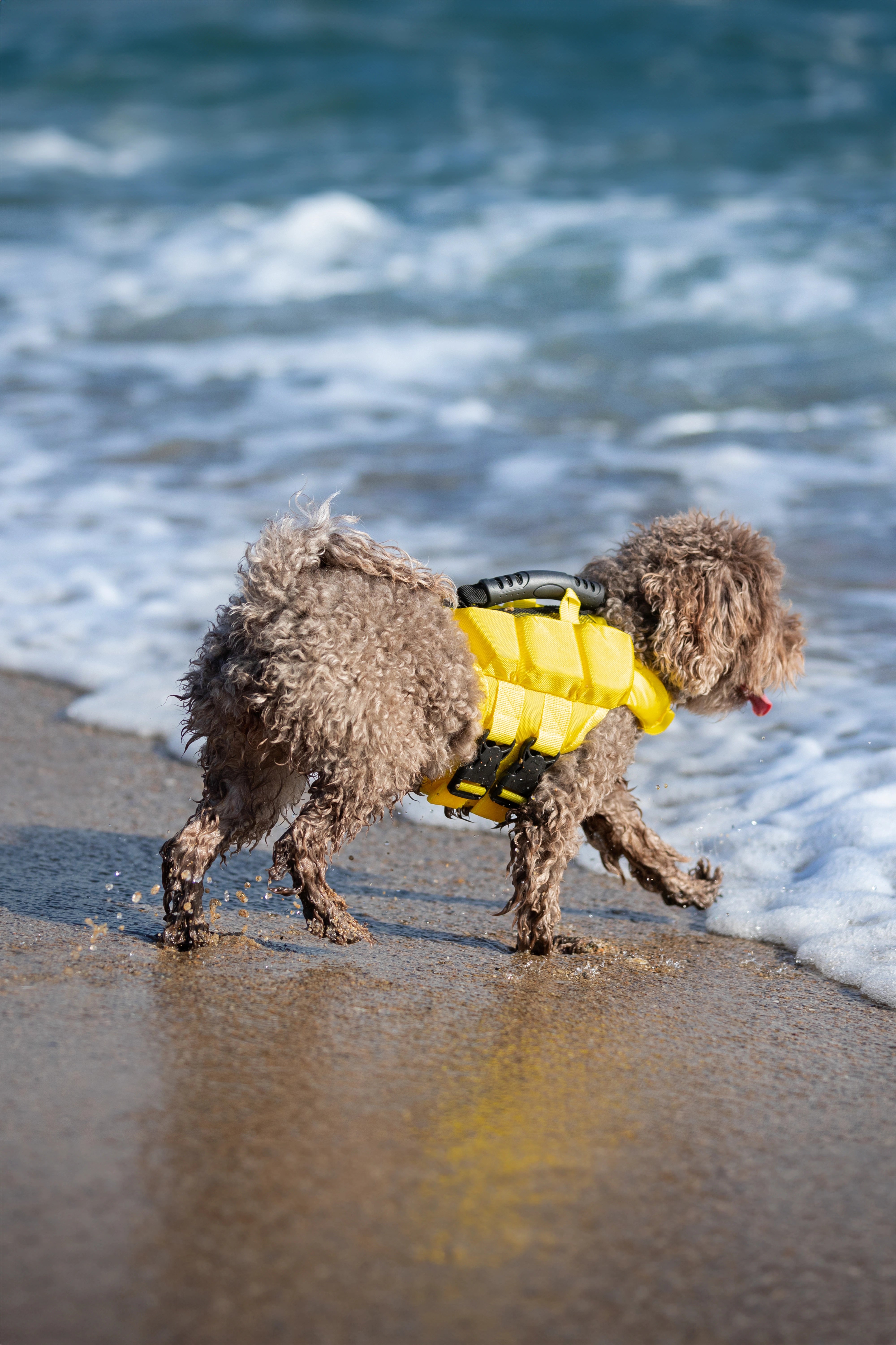 Dog Life Jacket Yellow x3 cubes foam S