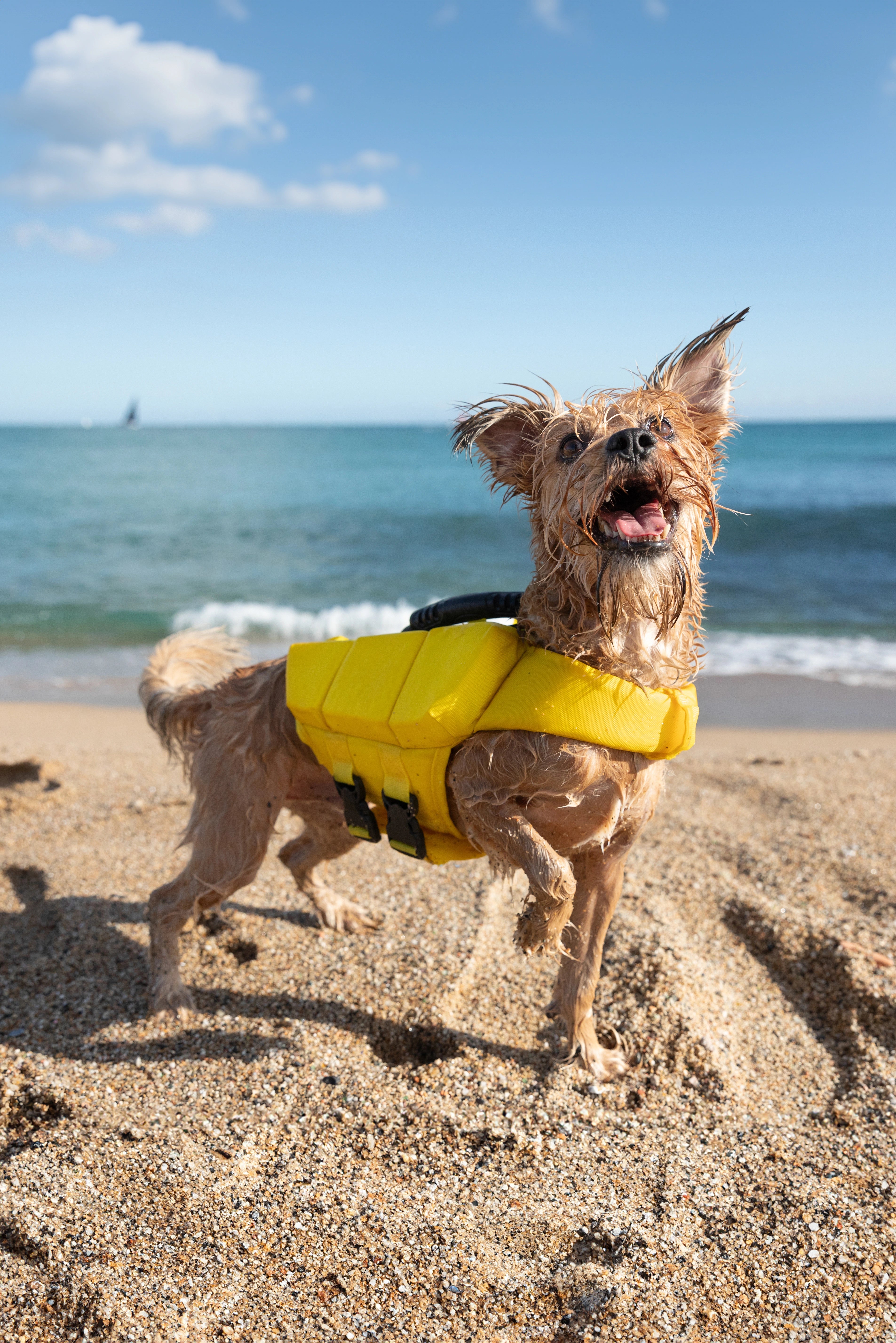 Dog Life Jacket Yellow x3 cubes foam S