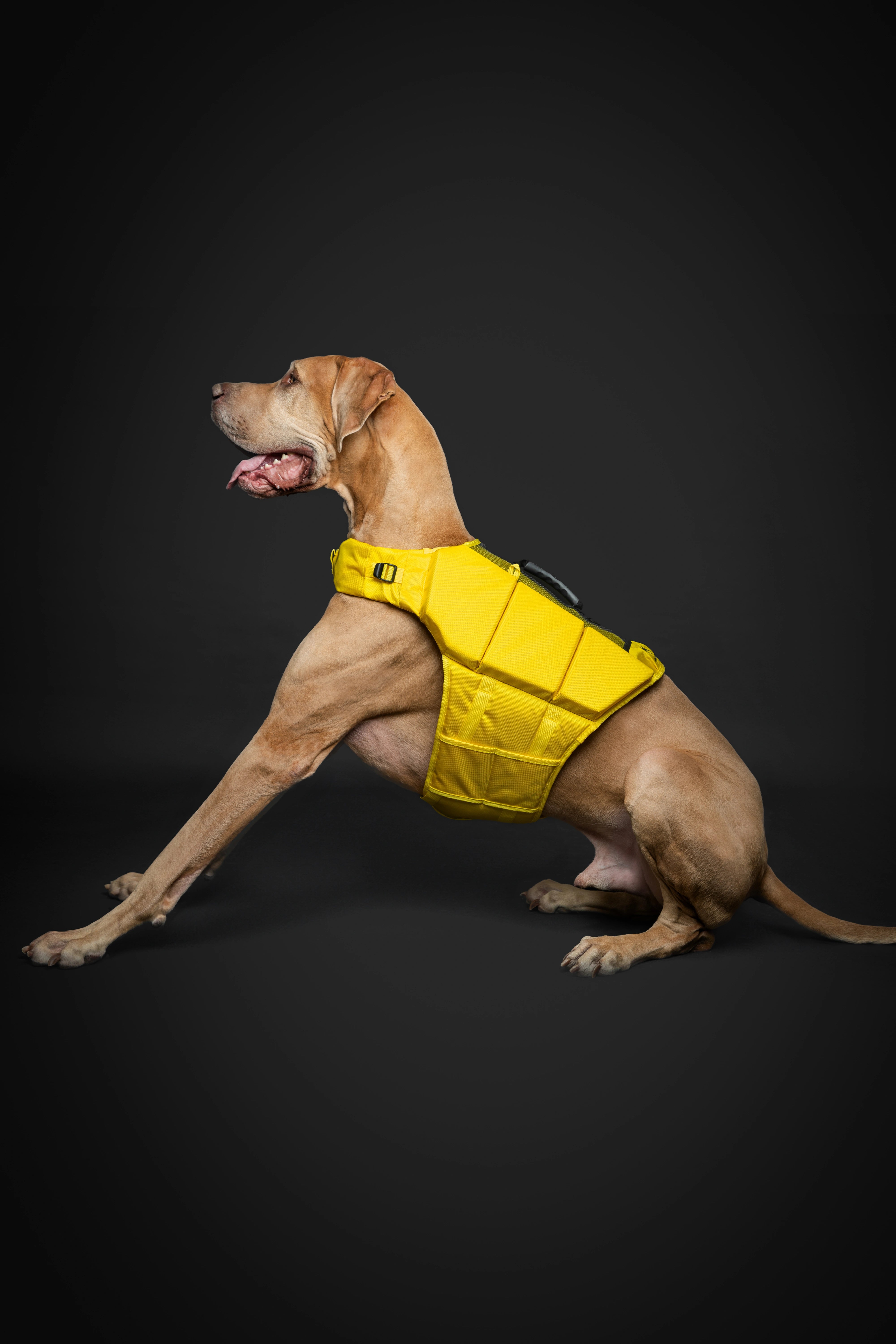 Dog Life Jacket Yellow x3 cubes foam XL