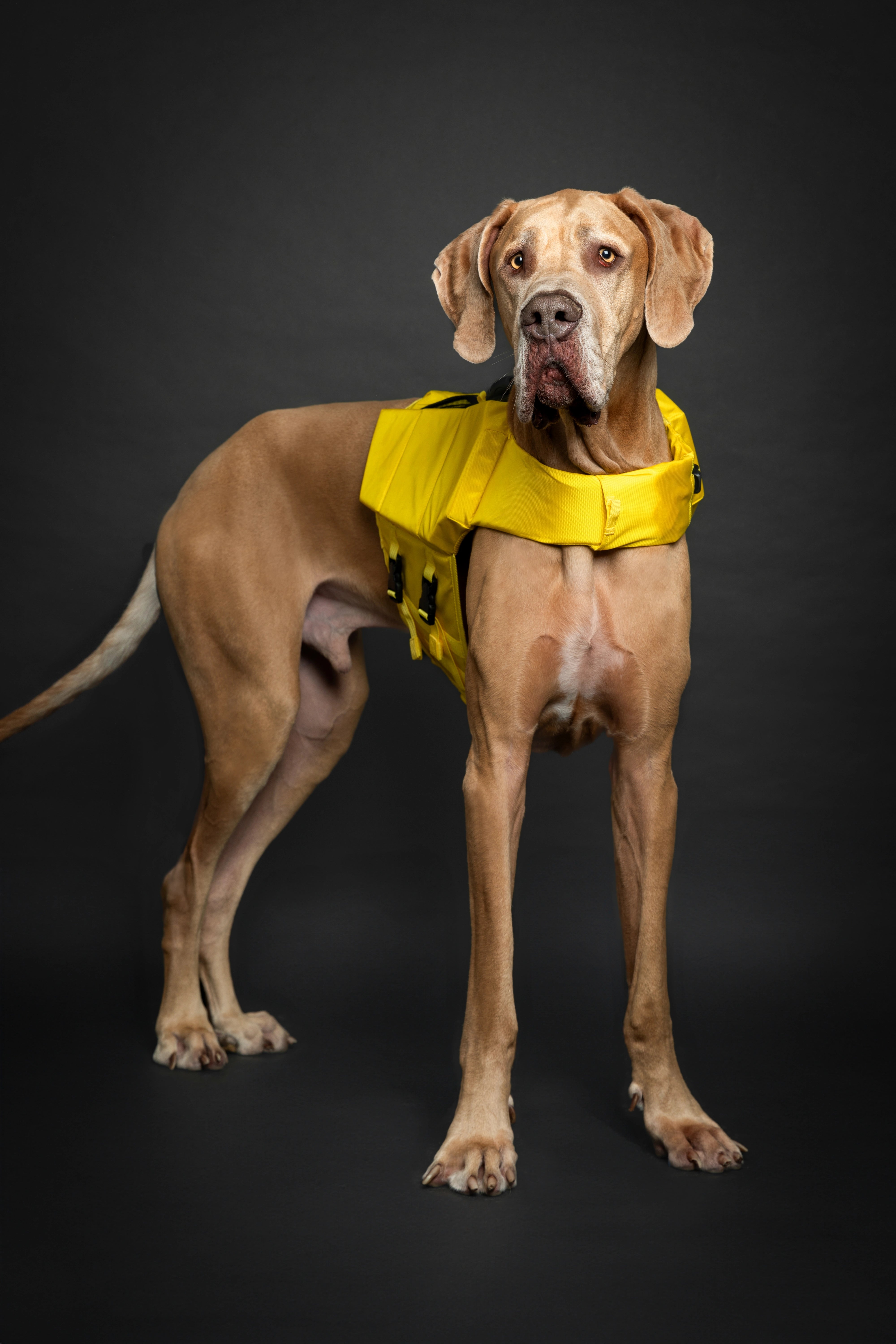 Dog Life Jacket Yellow x3 cubes foam XL