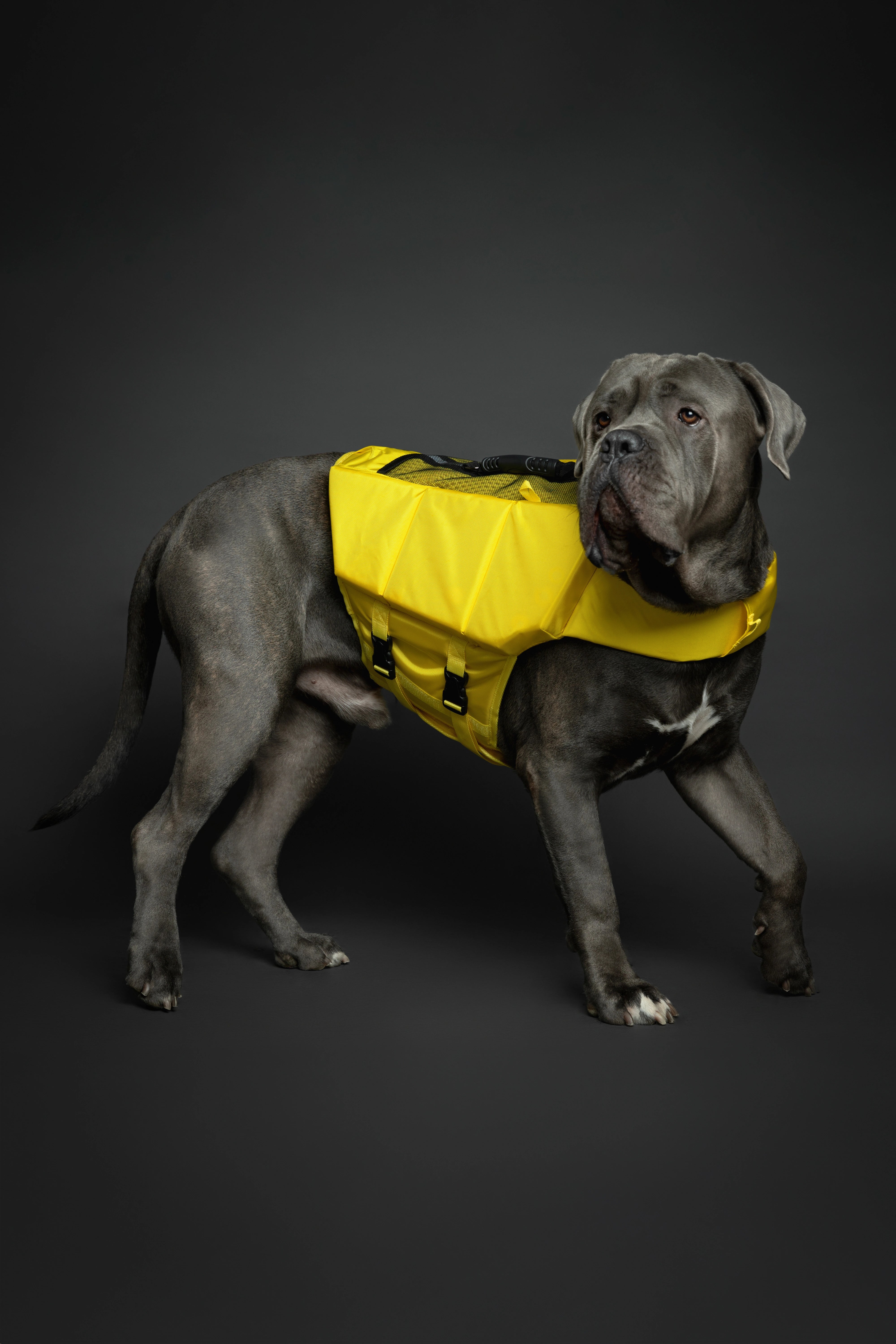 Dog Life Jacket Yellow x3 cubes foam XL
