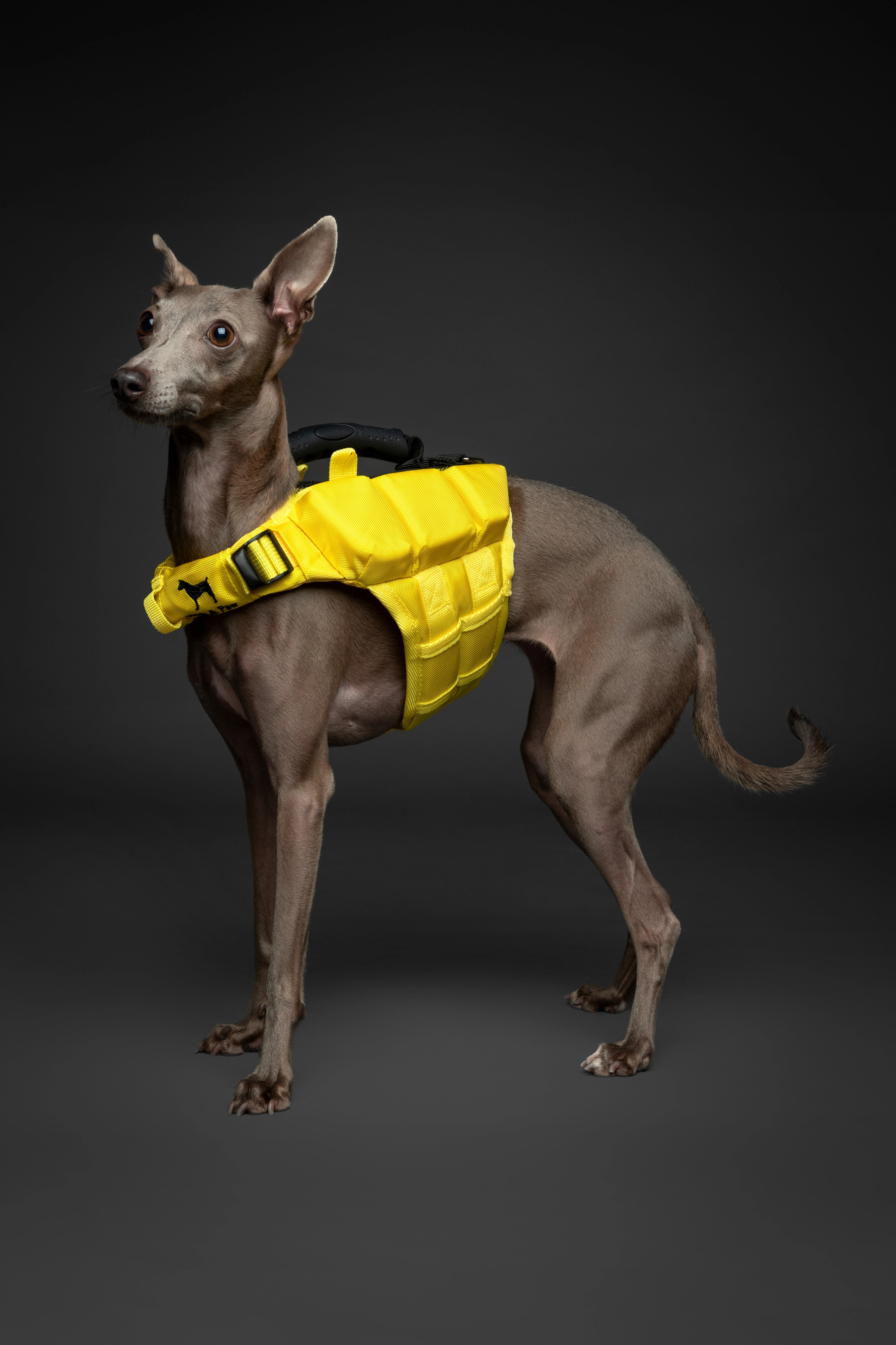 Dog Life Jacket Yellow x3 cubes foam XS