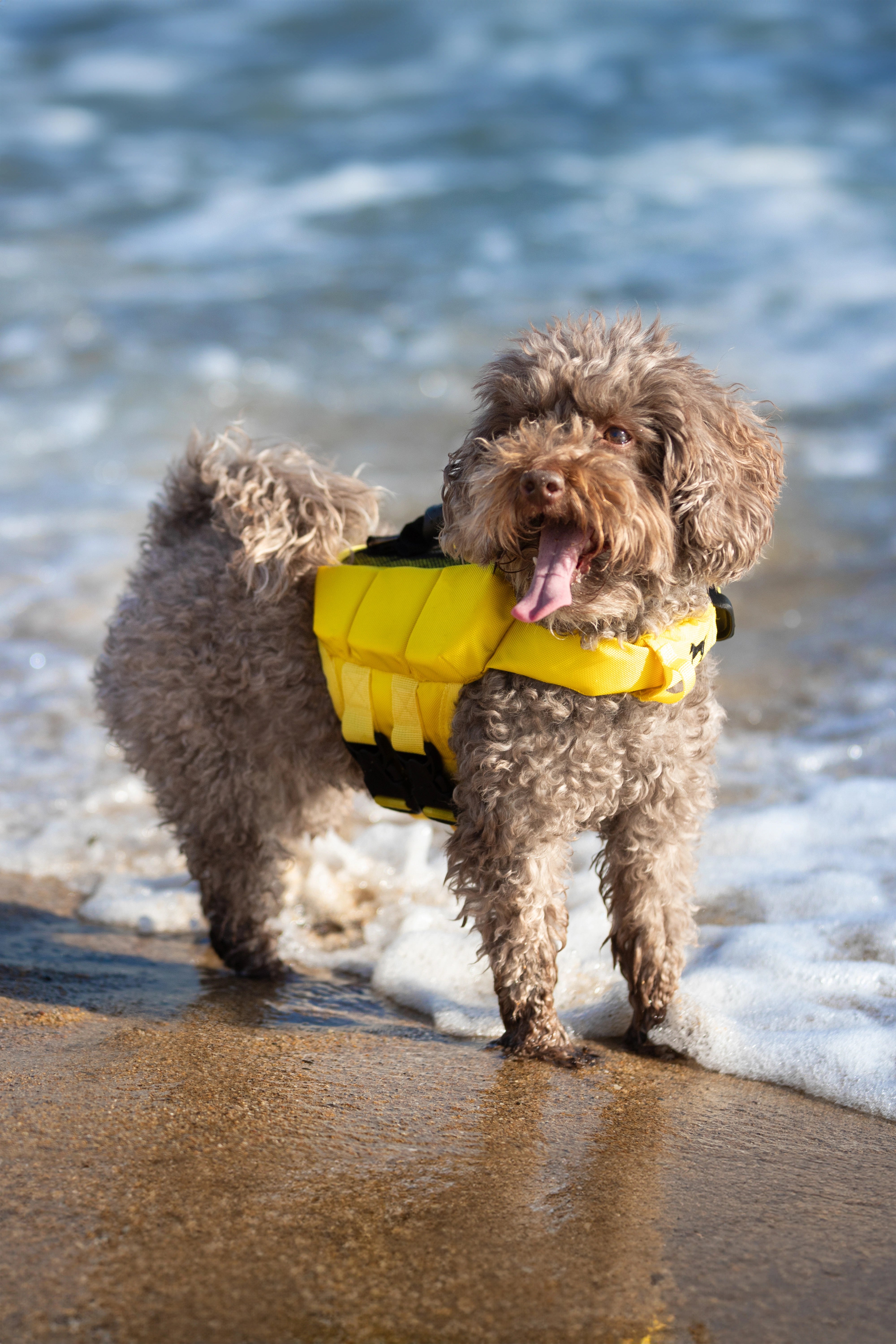 Dog Life Jacket Yellow x3 cubes foam XS