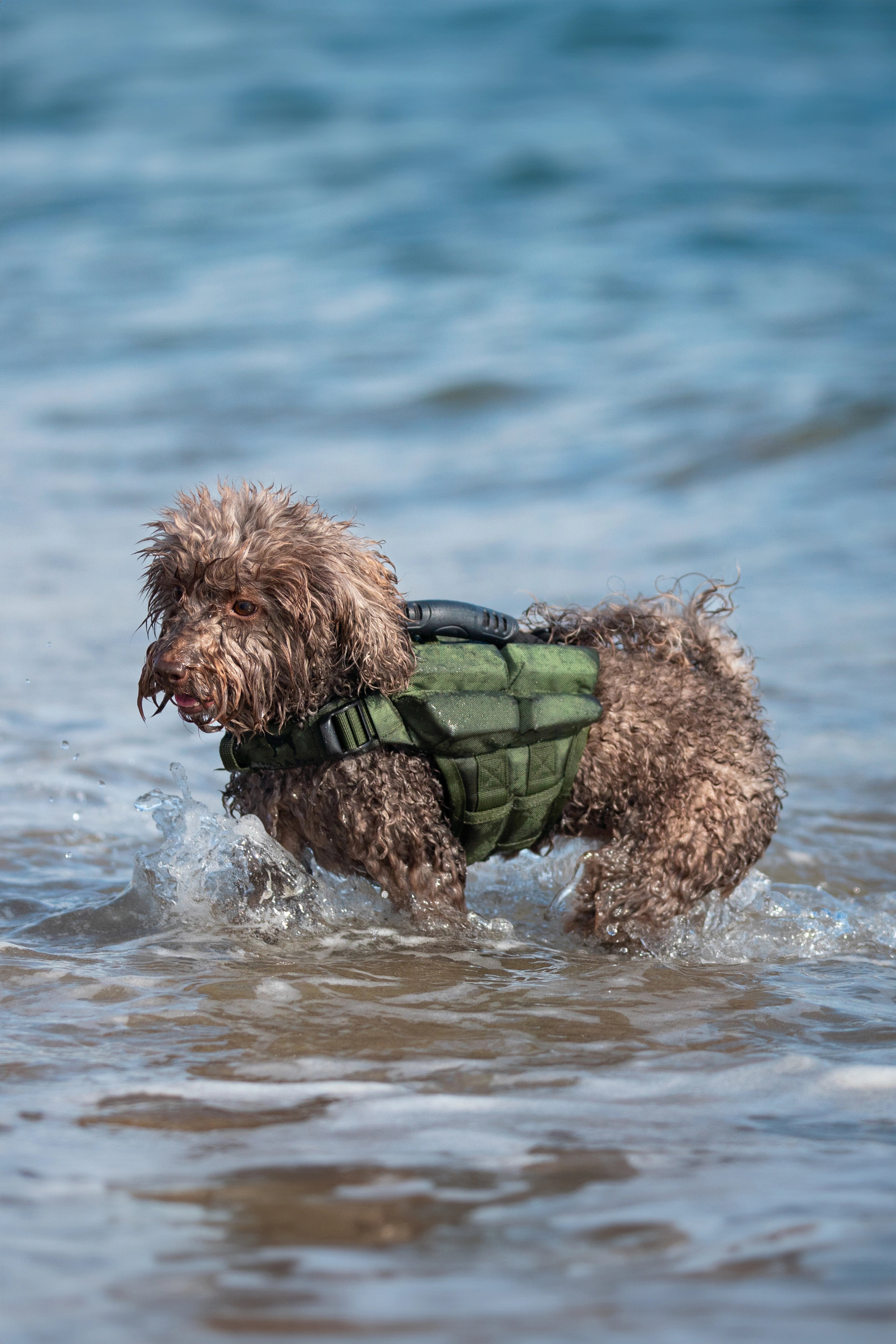 Dog Life Jacket Green x4 cubes foam XS