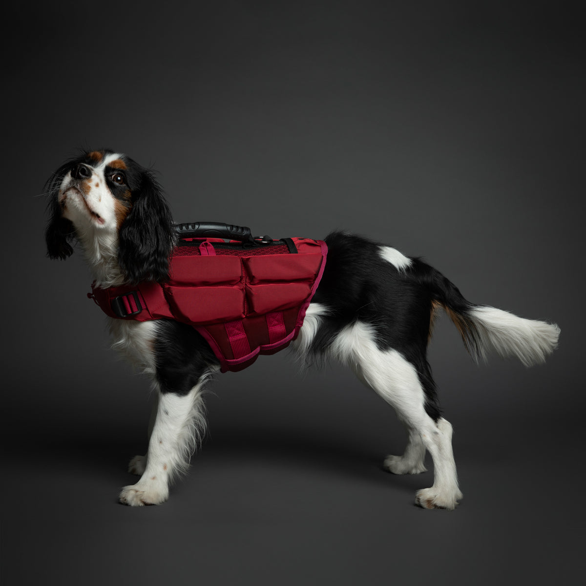 Noah & Paw dog life jacket with 4x foam for buoyancy, red, size M