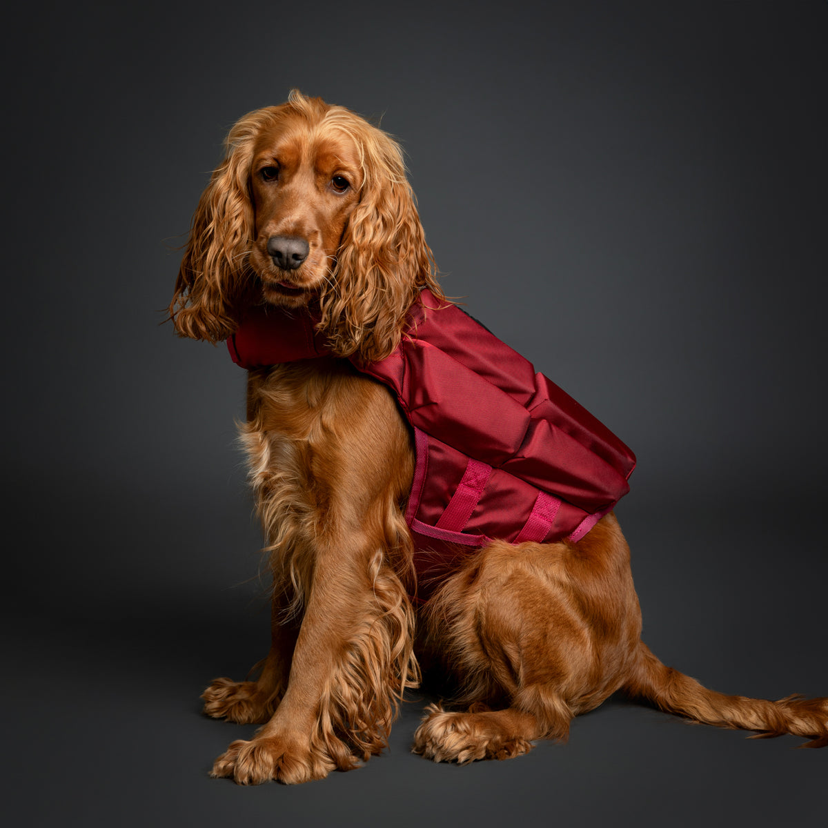 Noah & Paw dog life jacket with 4x foam for buoyancy, red, size M