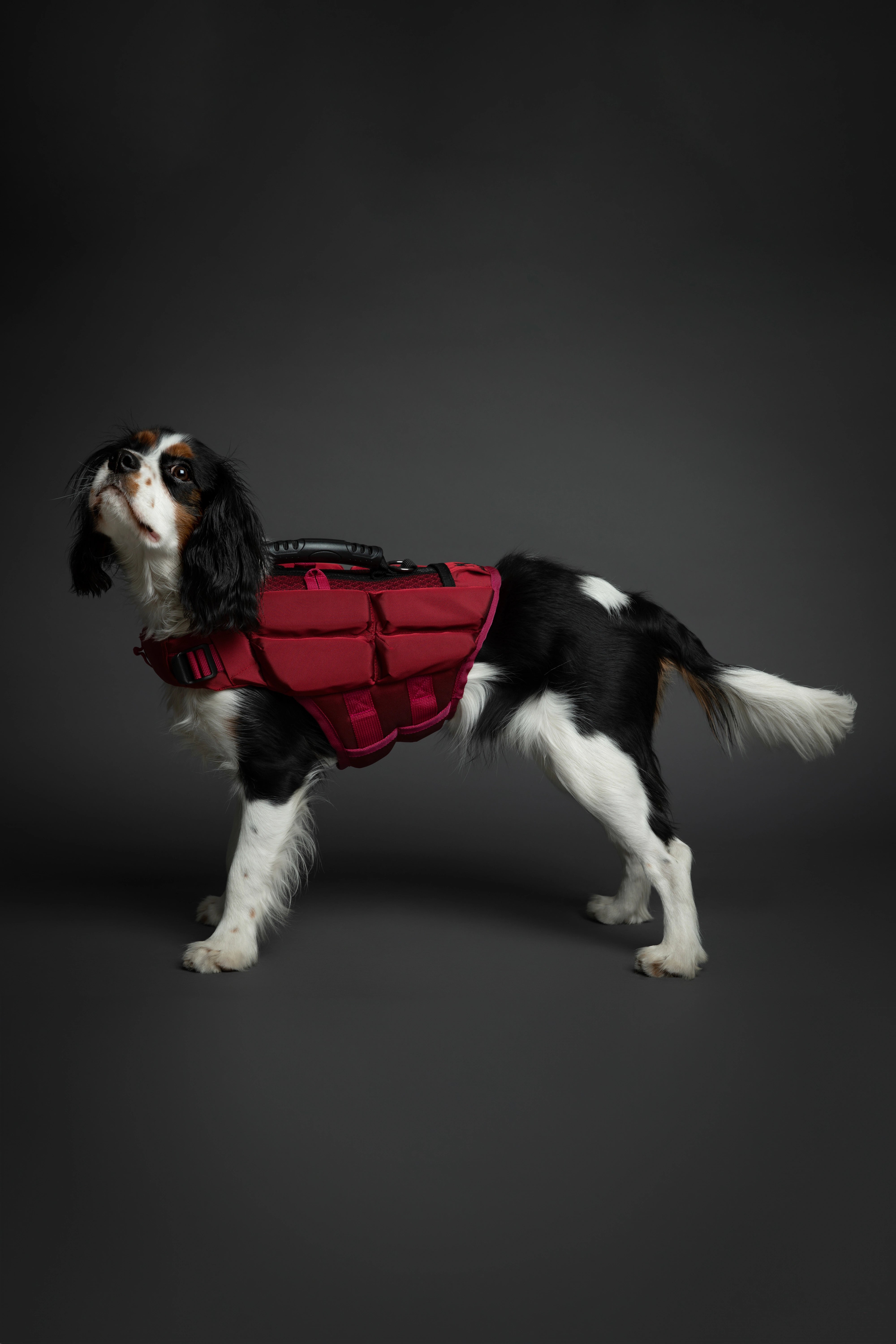 Dog Life Jacket Red x4 cubes foam M