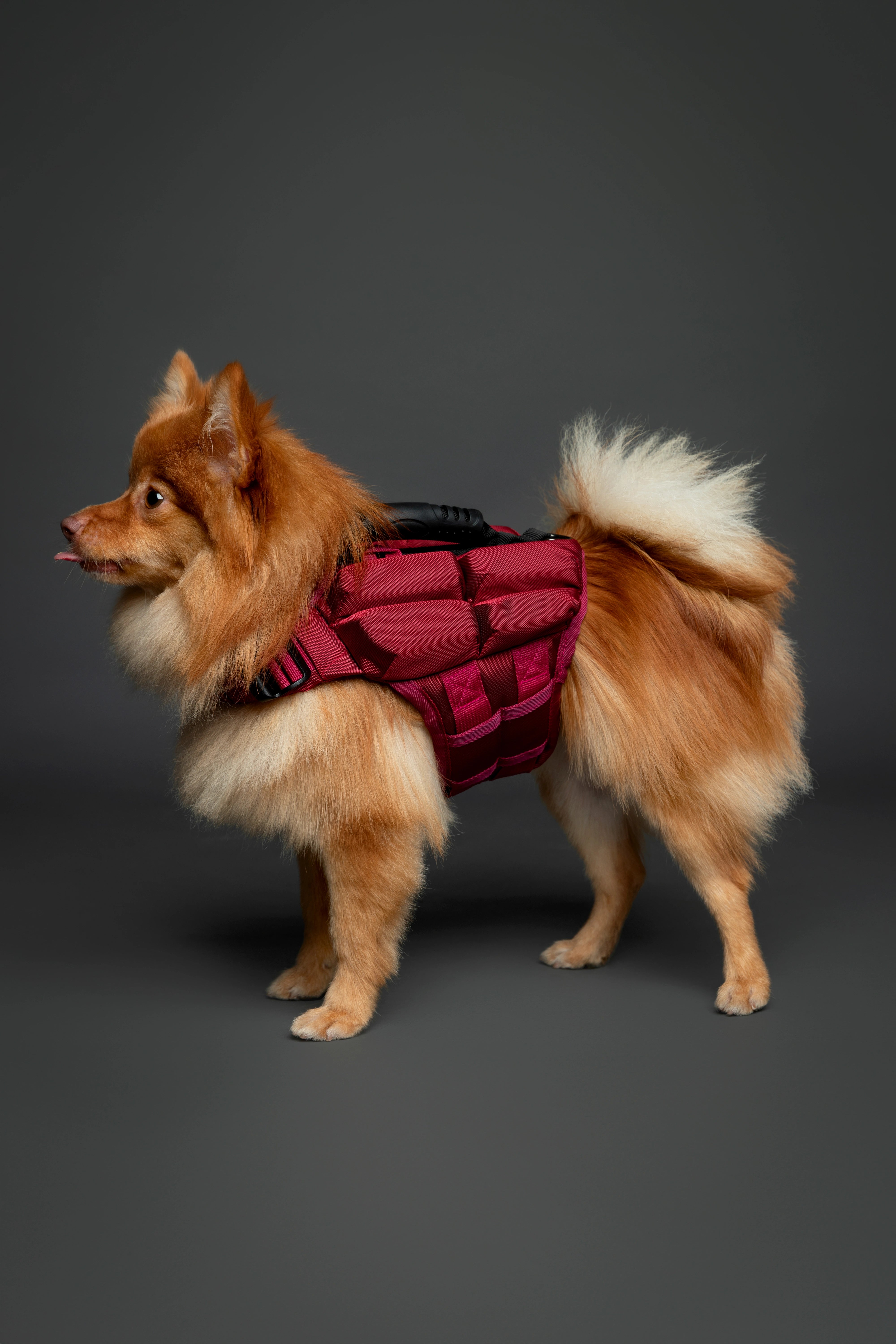 Dog Life Jacket Red x4 cubes foam S