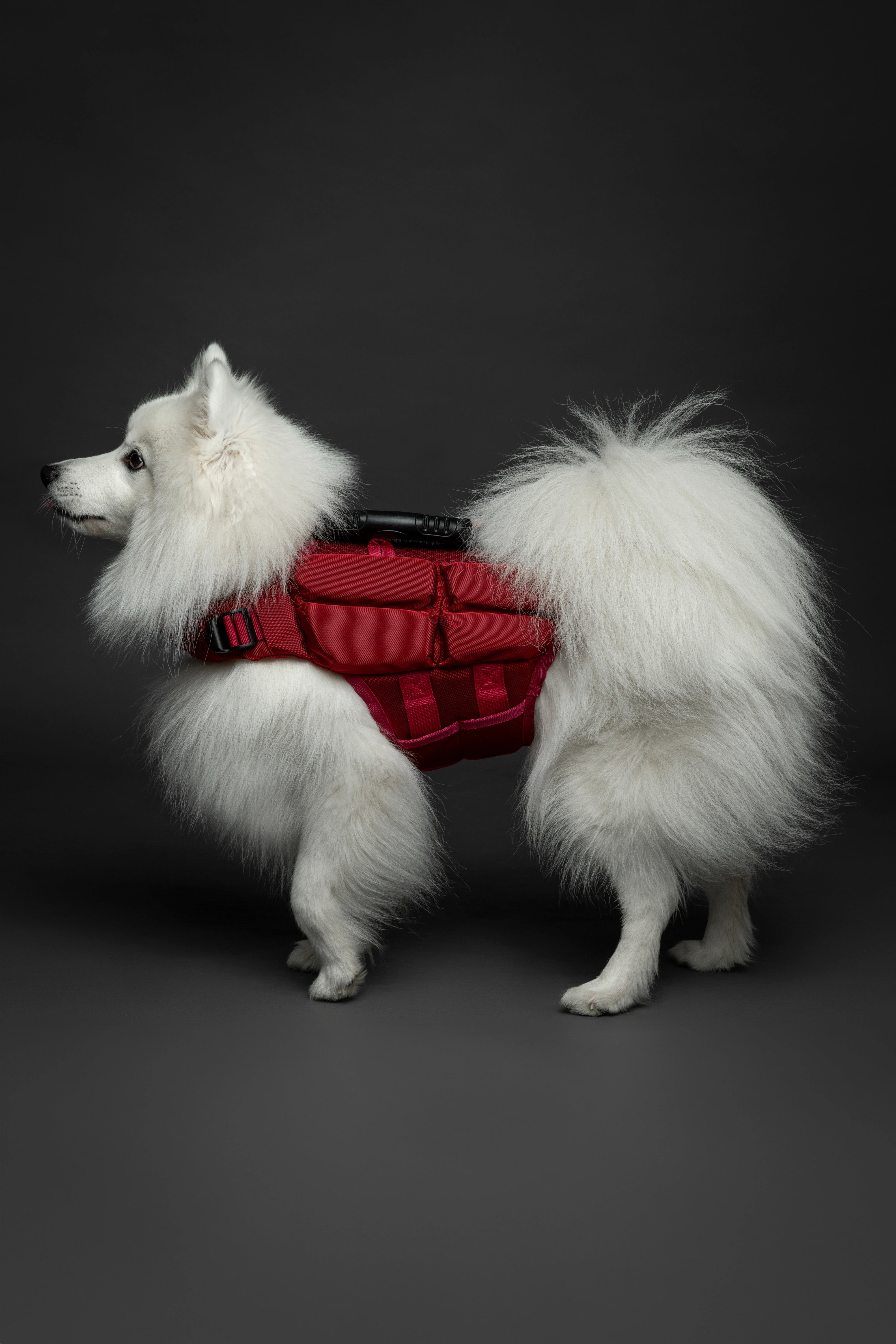 Dog Life Jacket Red x4 cubes foam S