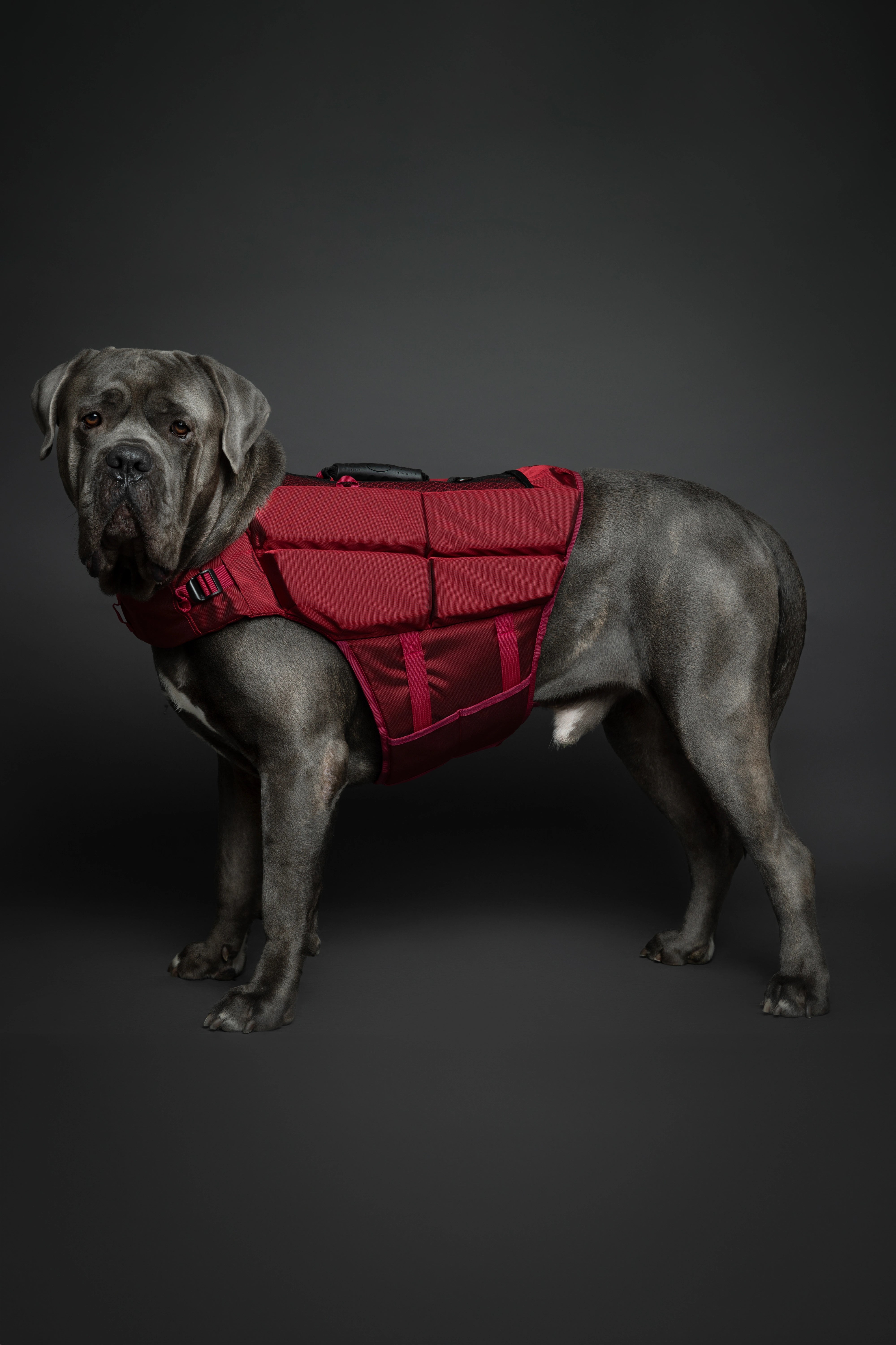 Dog Life Jacket Red x4 cubes foam XL