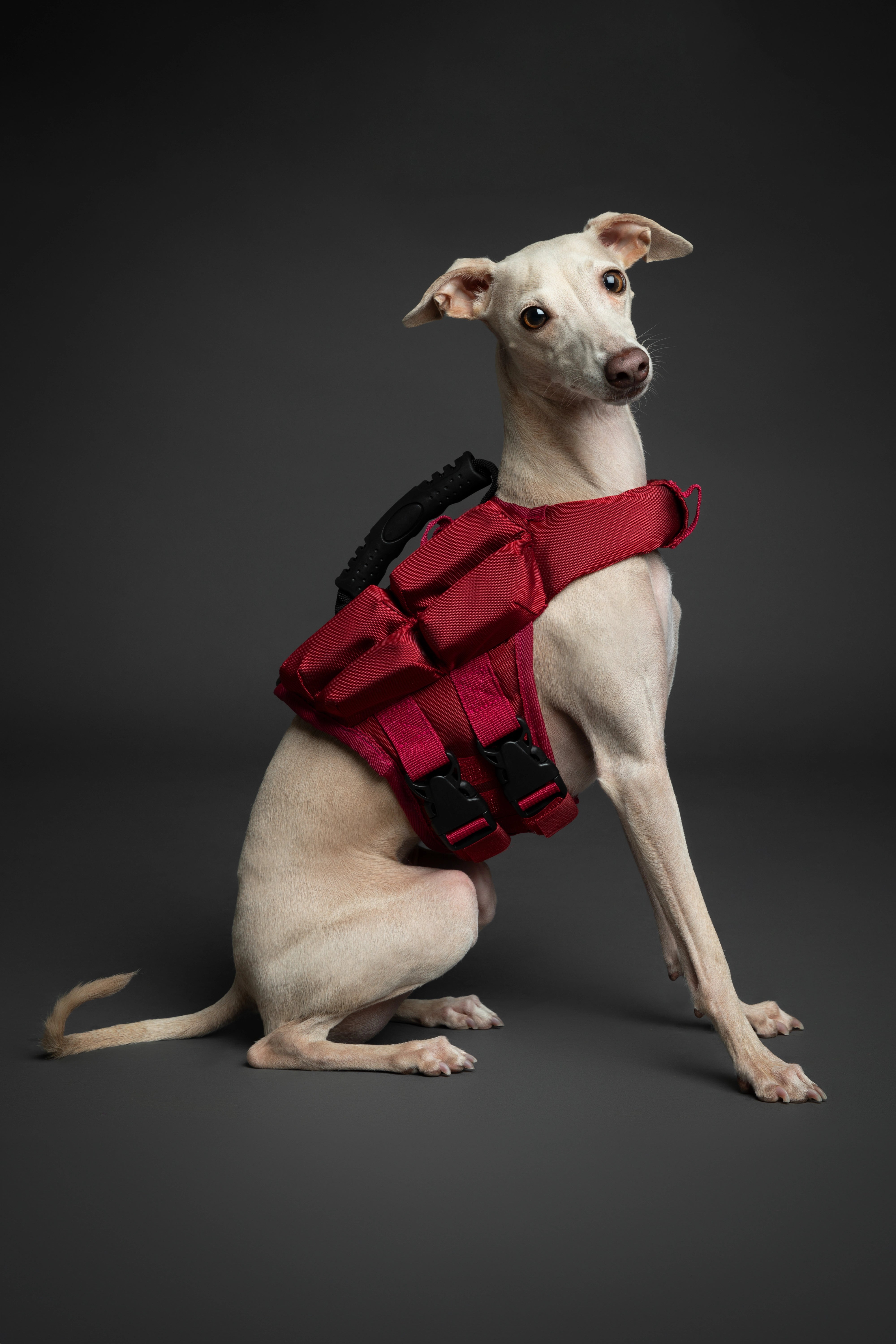 Dog Life Jacket Red x4 cubes foam XS