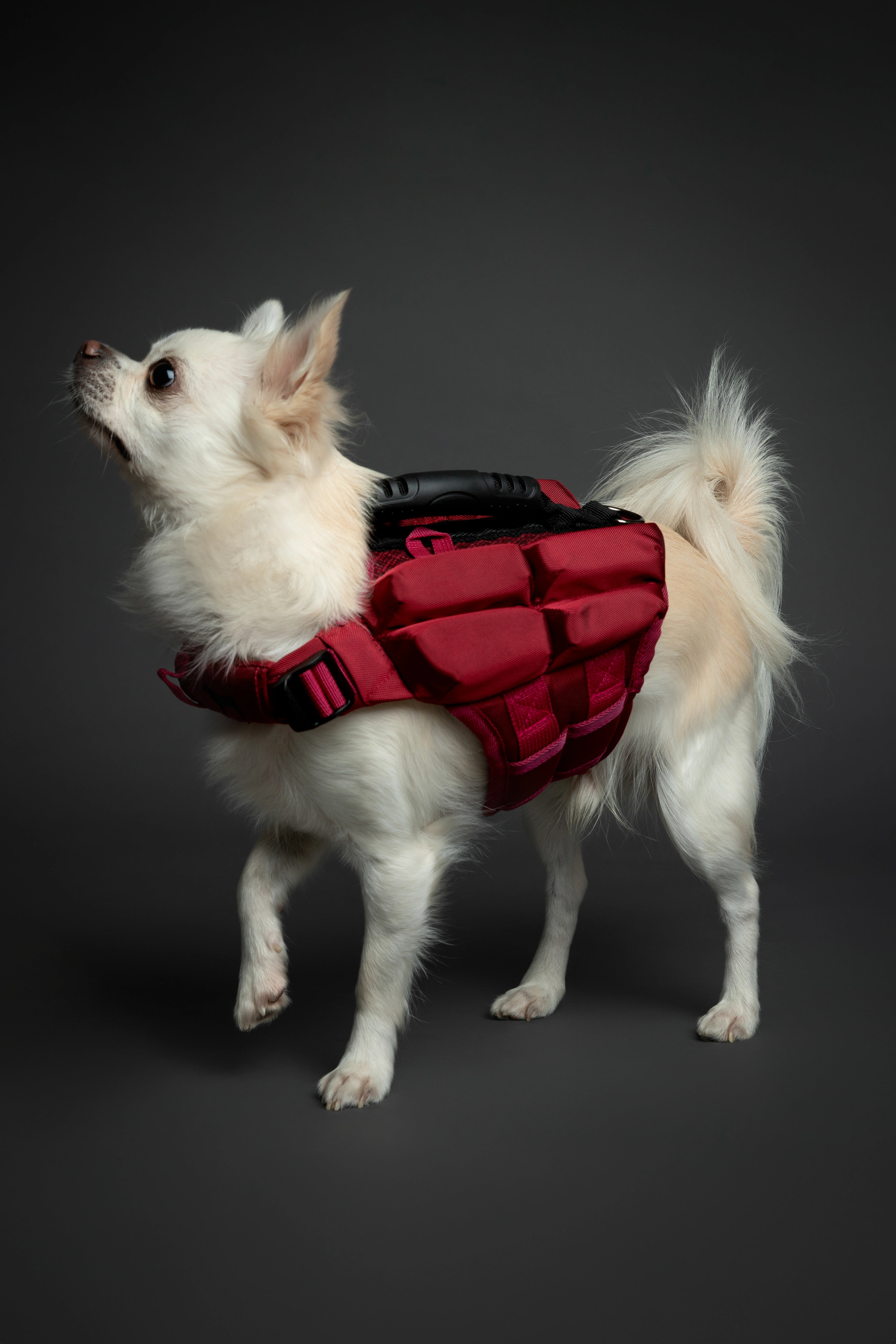Dog Life Jacket Red x4 cubes foam XS