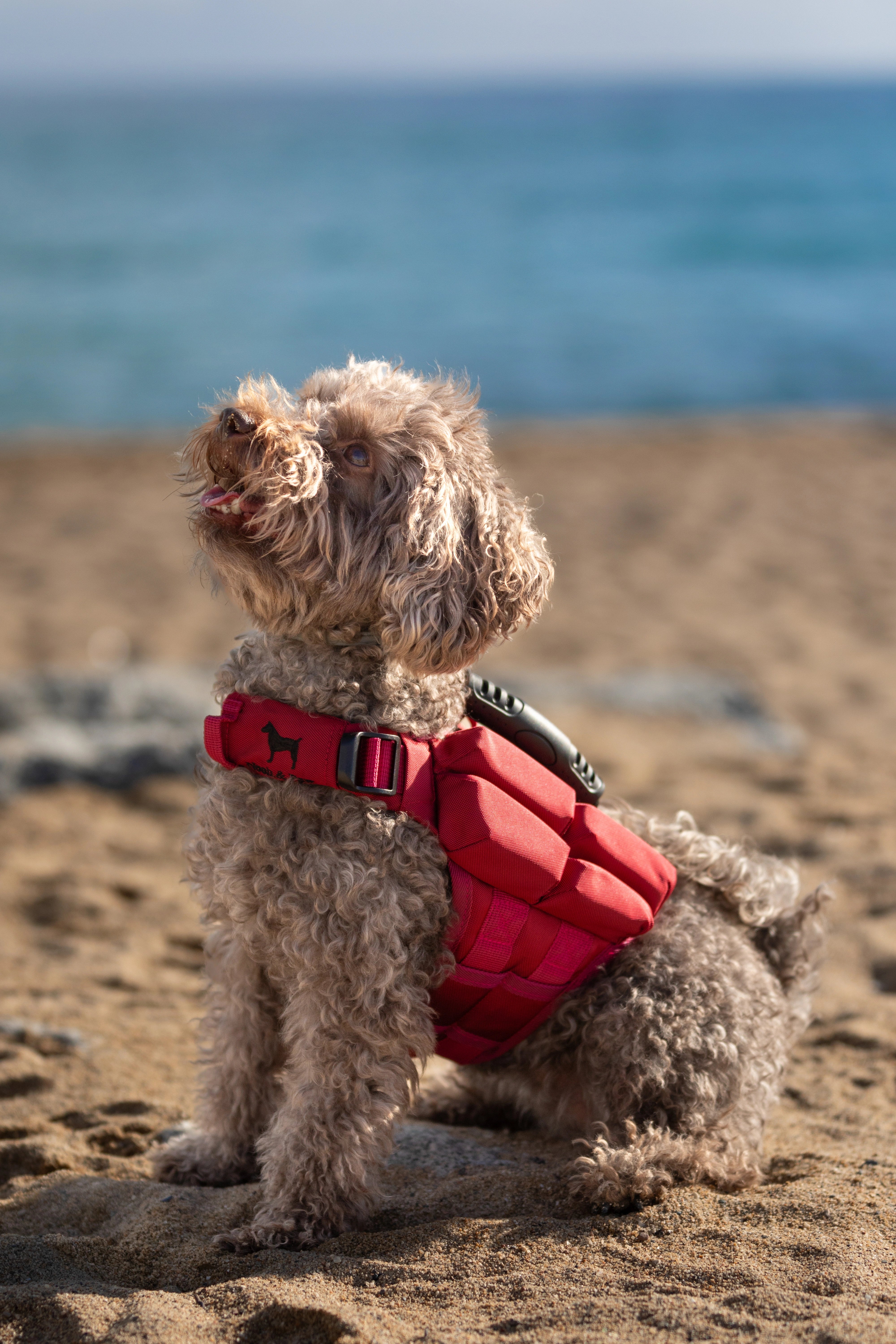 Dog Life Jacket Red x4 cubes foam XS