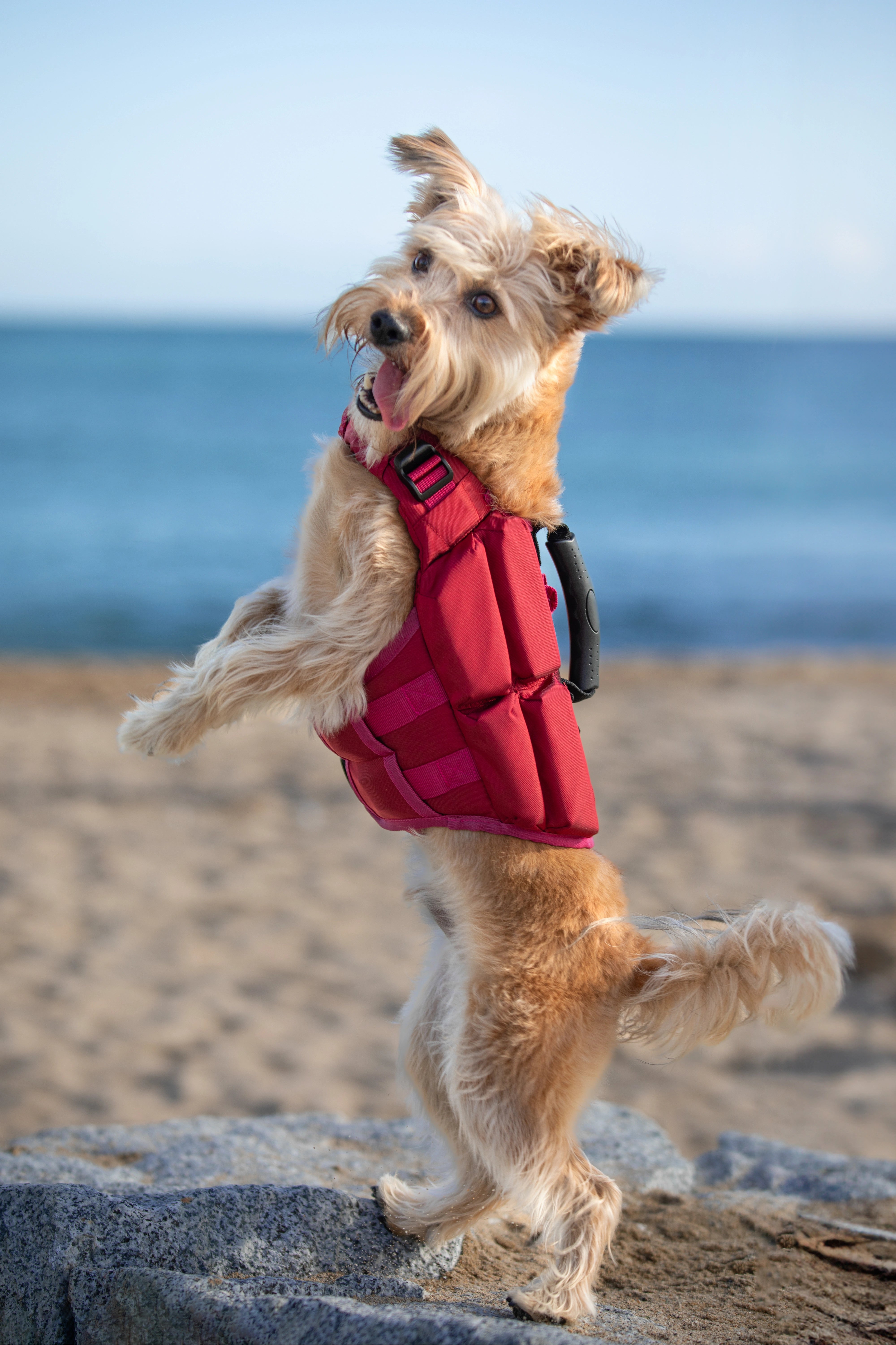 Dog Life Jacket Red x4 cubes foam XS