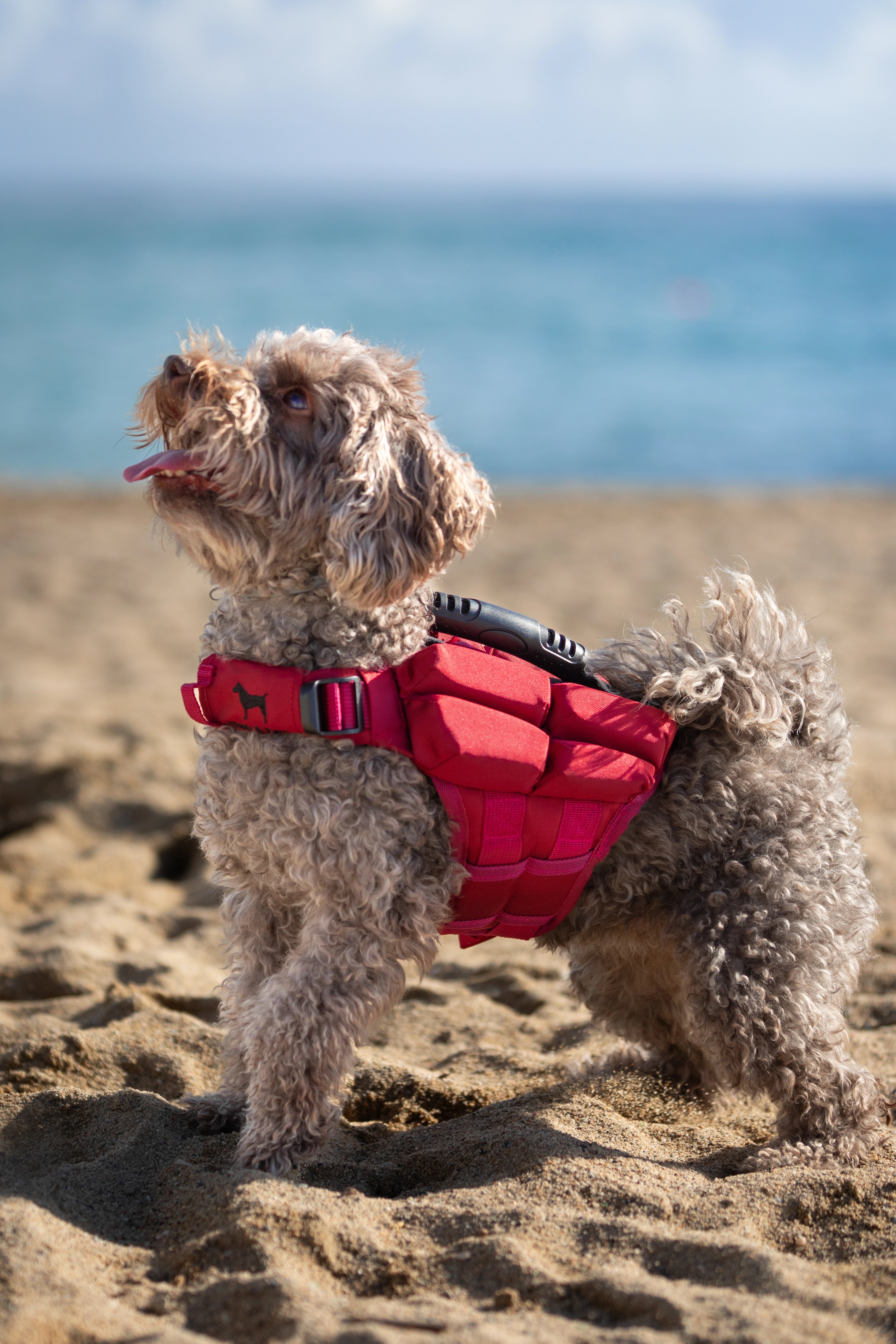 Dog Life Jacket Red x4 cubes foam XS