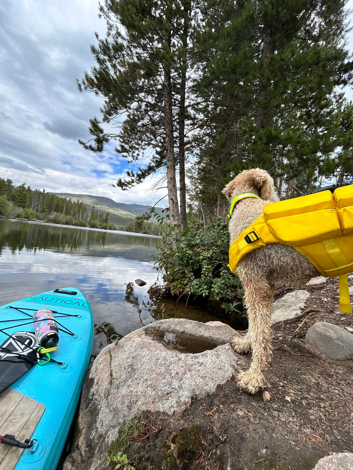 Noah & Paw dog life jacket with 4x foam for buoyancy, yellow, size L